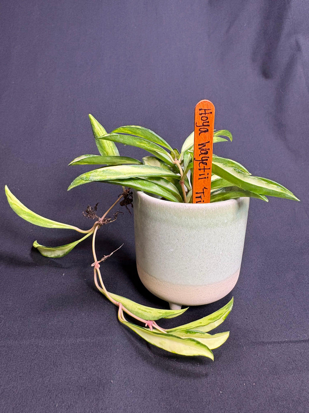 🌿Hoya Wayetii Tri-Color - 2in pot🌿