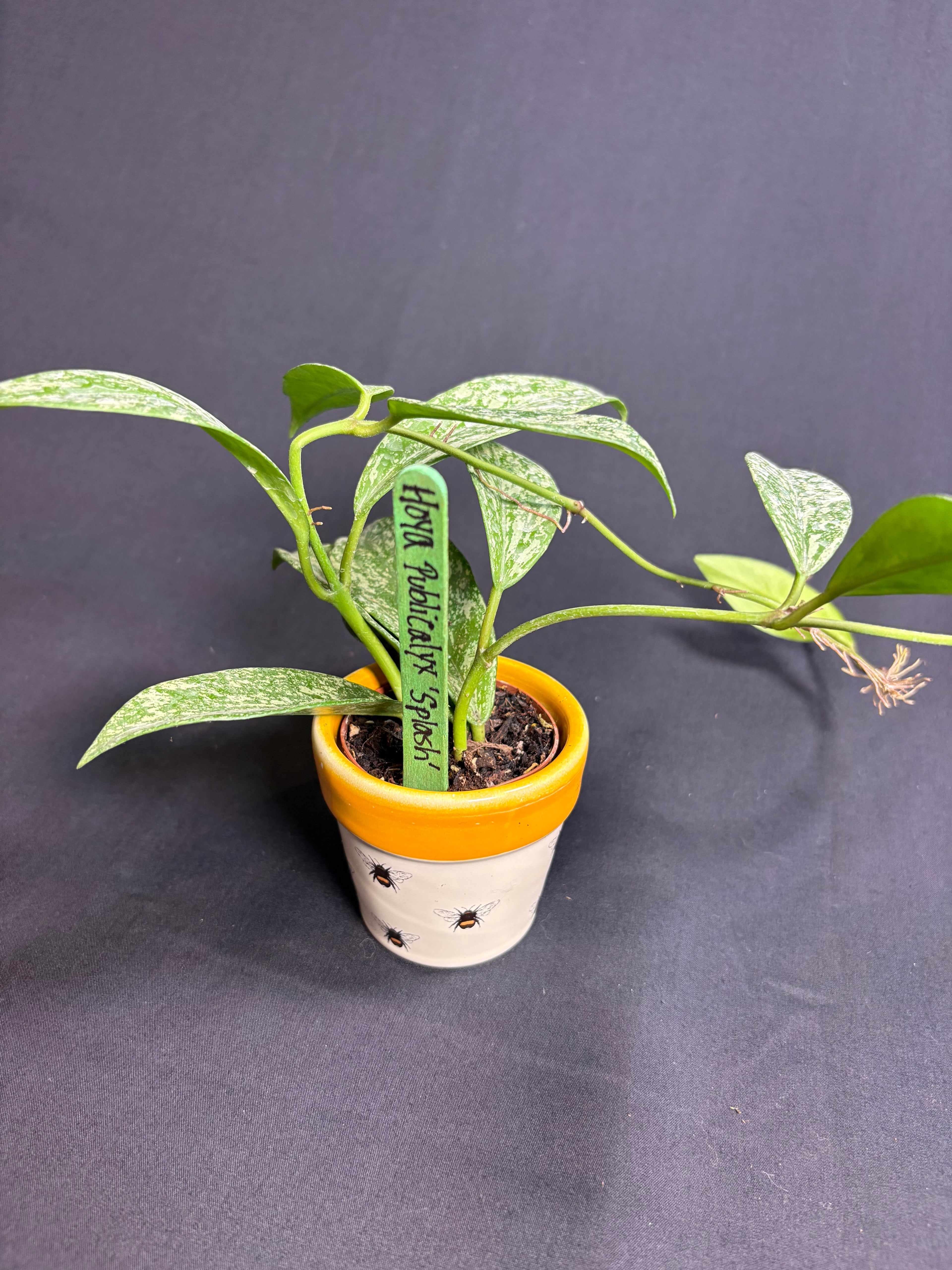 🌿 Hoya Publicalyx 'Splash' -2in pot 🌿