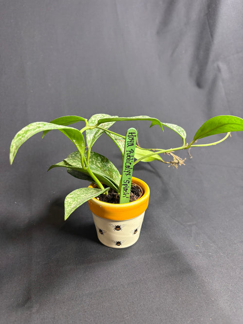 🌿 Hoya Publicalyx 'Splash' -2in pot 🌿