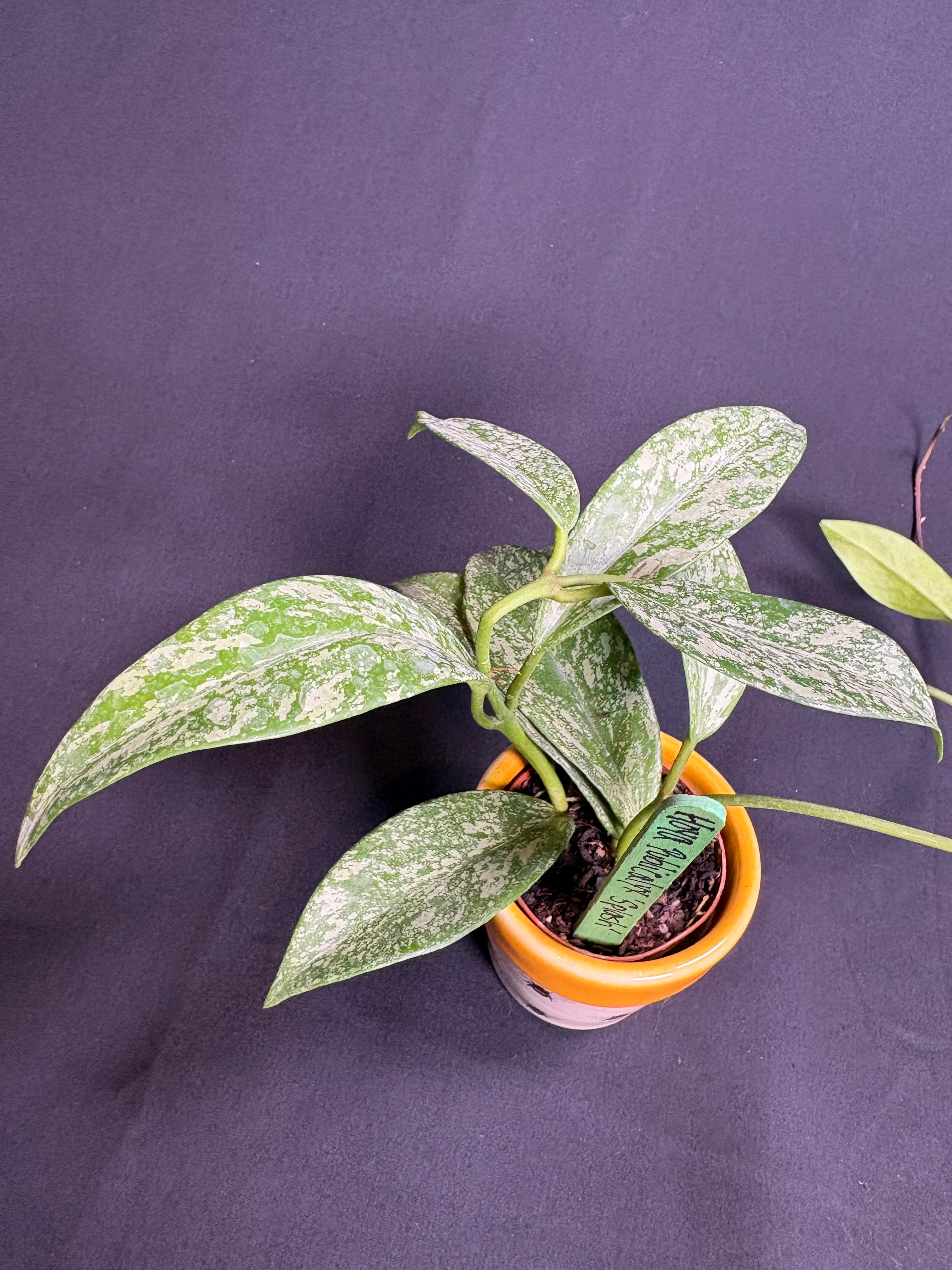 🌿 Hoya Publicalyx 'Splash' -2in pot 🌿