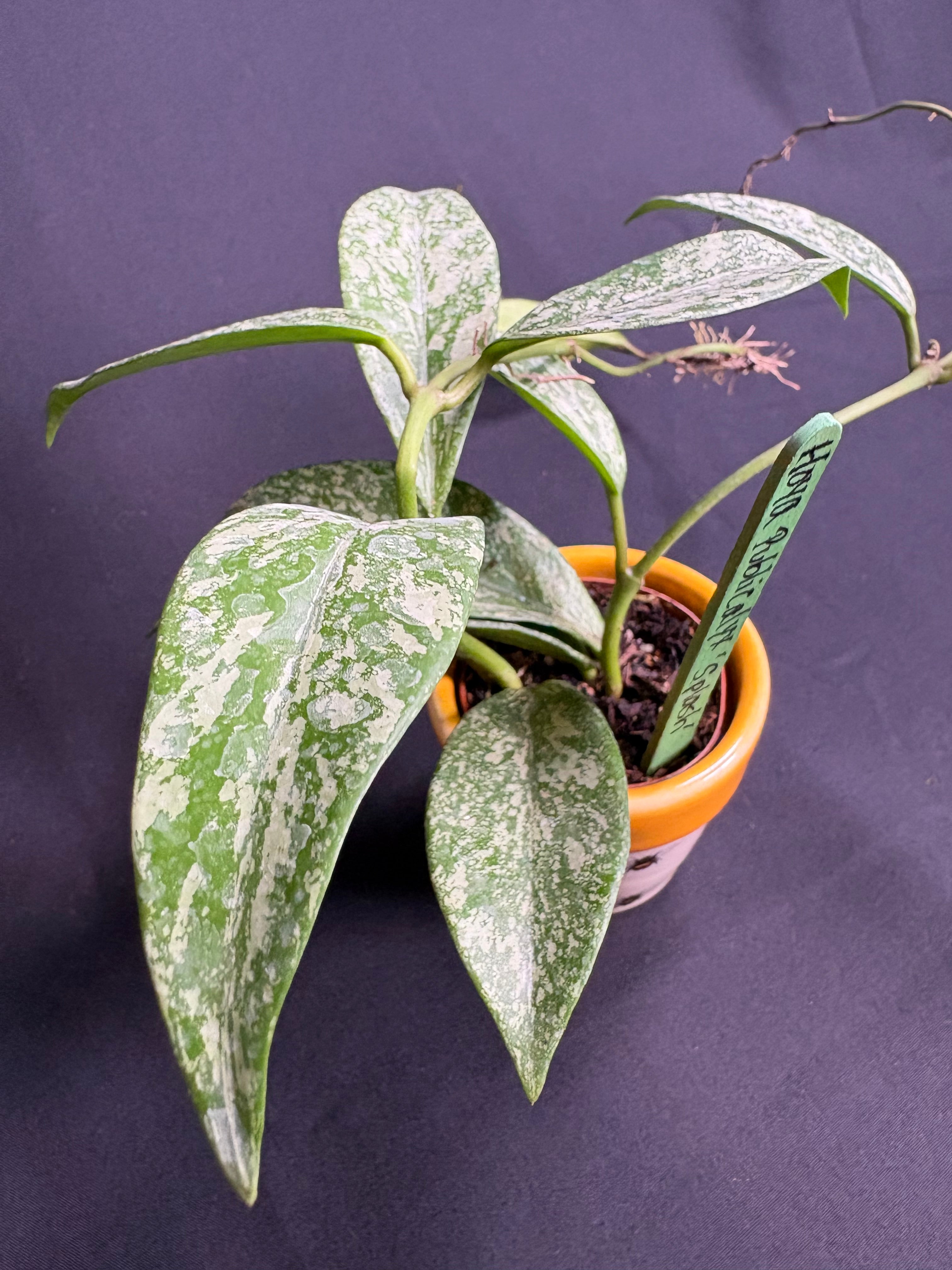 🌿 Hoya Publicalyx 'Splash' -2in pot 🌿