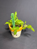🌿"Silver Ribbon Fern" Pteris cretica 'Albolineata' - 2in pot🌿