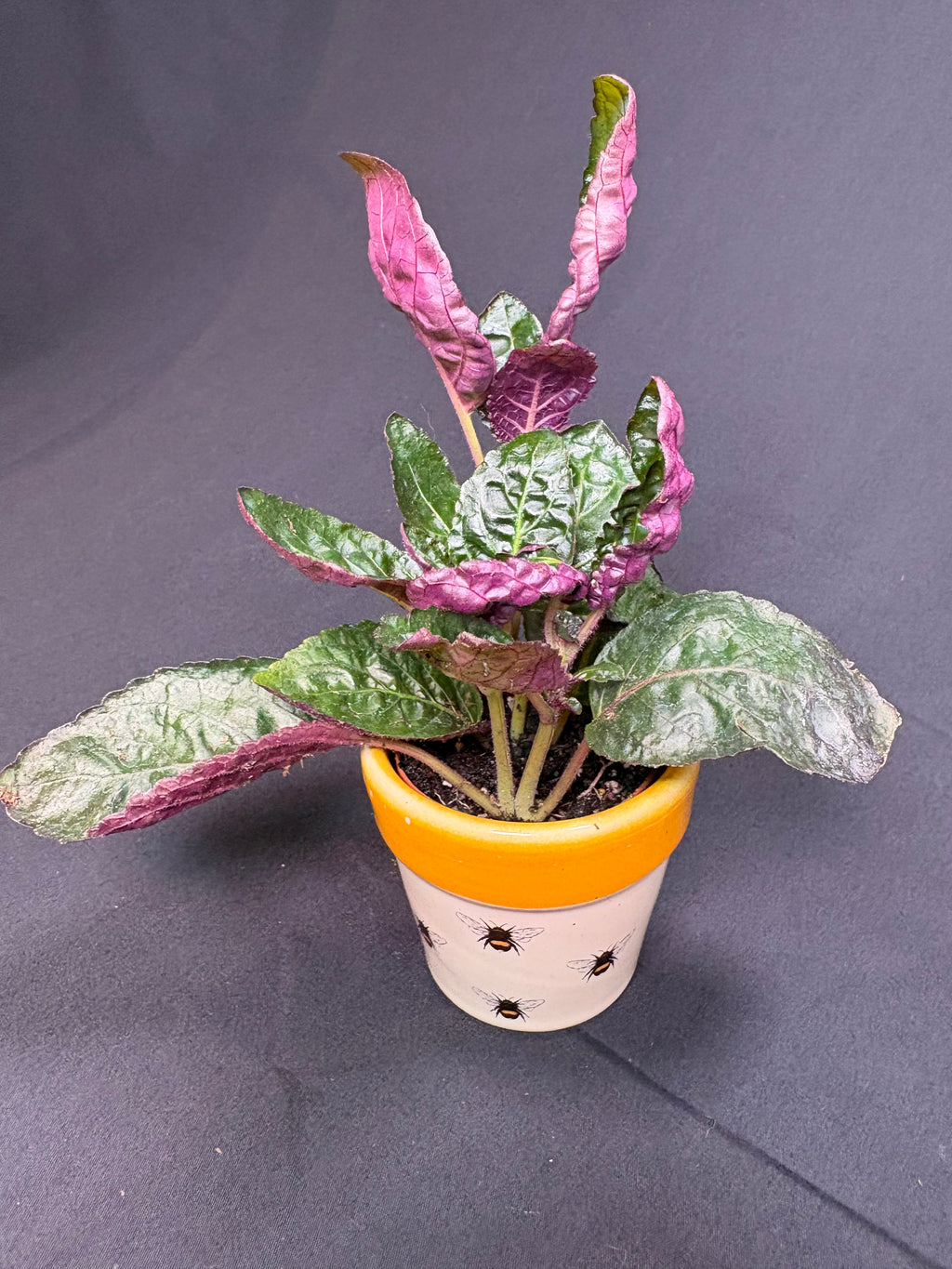 🌿"Purple Waffle Plant" Hemigraphis alternata -2in pot🌿