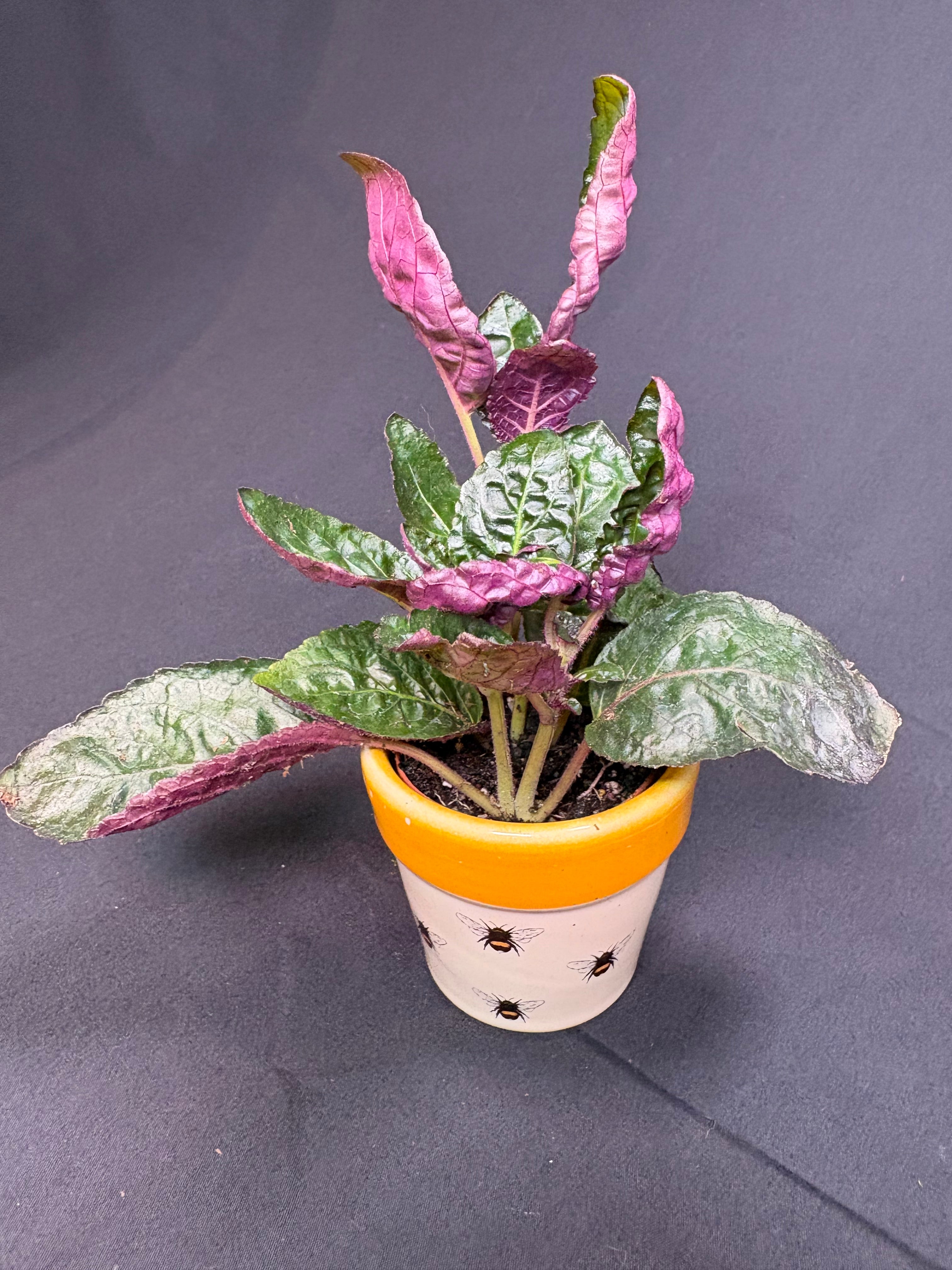 🌿"Purple Waffle Plant" Hemigraphis alternata -2in pot🌿