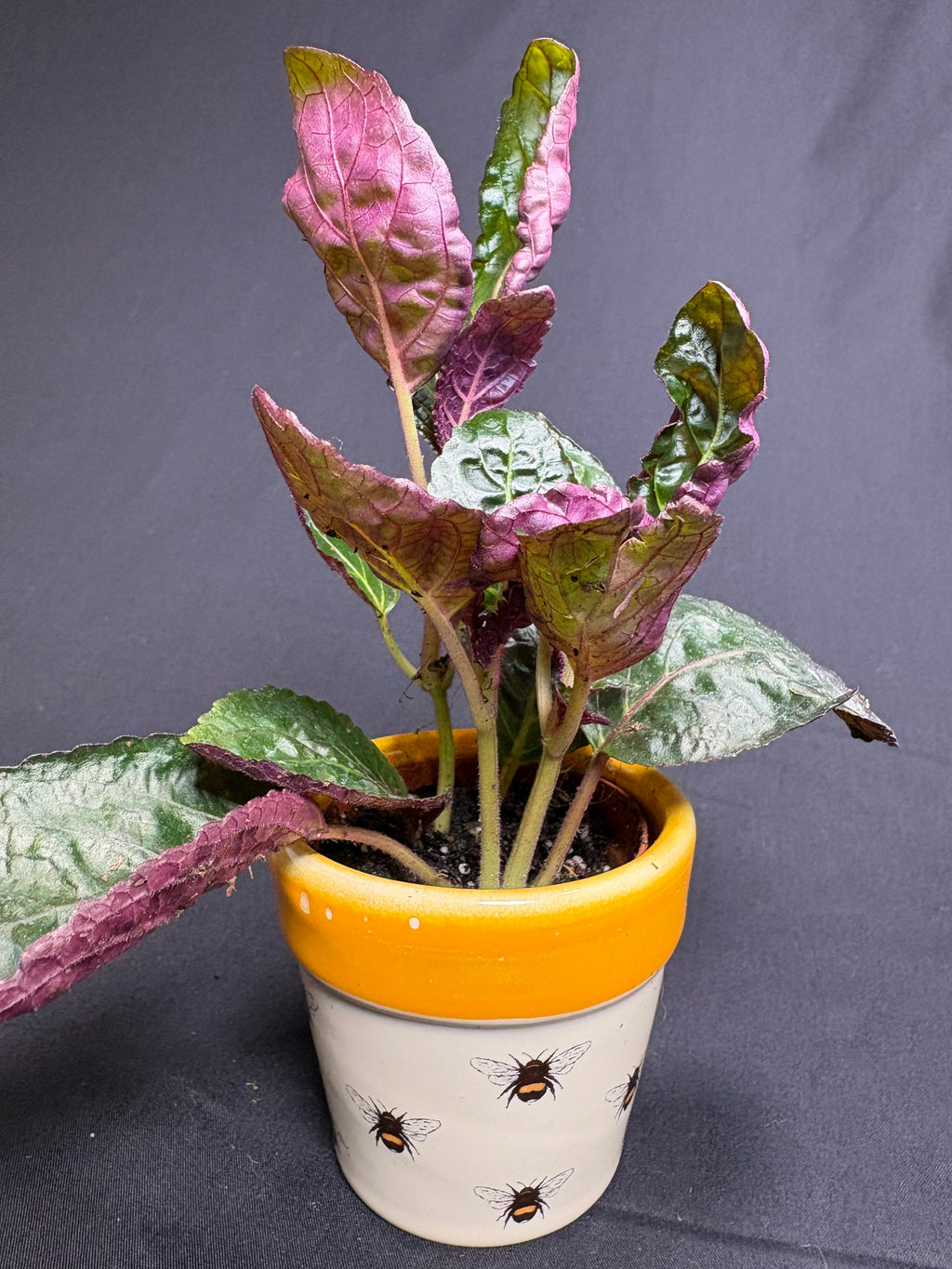 🌿"Purple Waffle Plant" Hemigraphis alternata -2in pot🌿