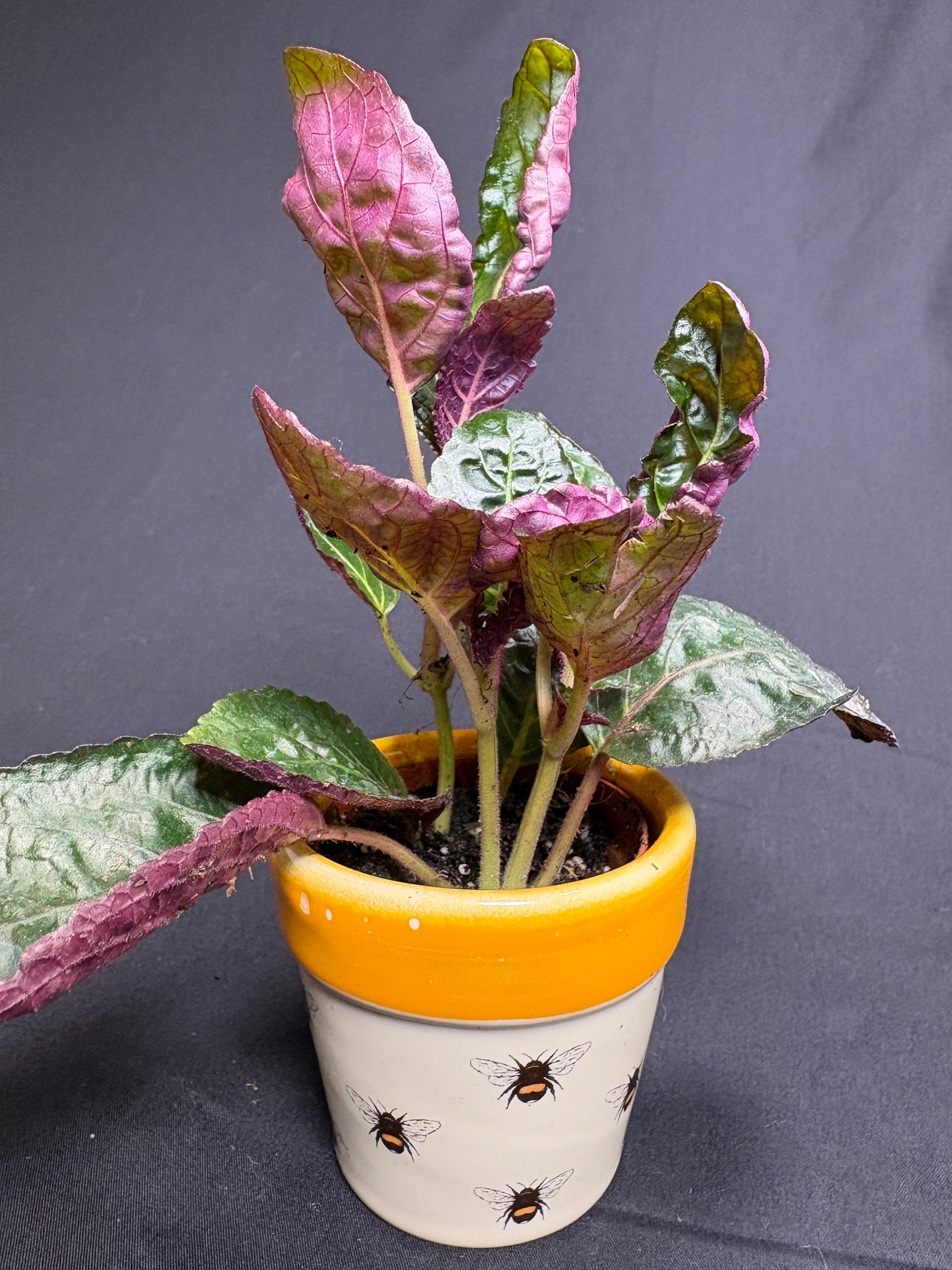 🌿"Purple Waffle Plant" Hemigraphis alternata -2in pot🌿