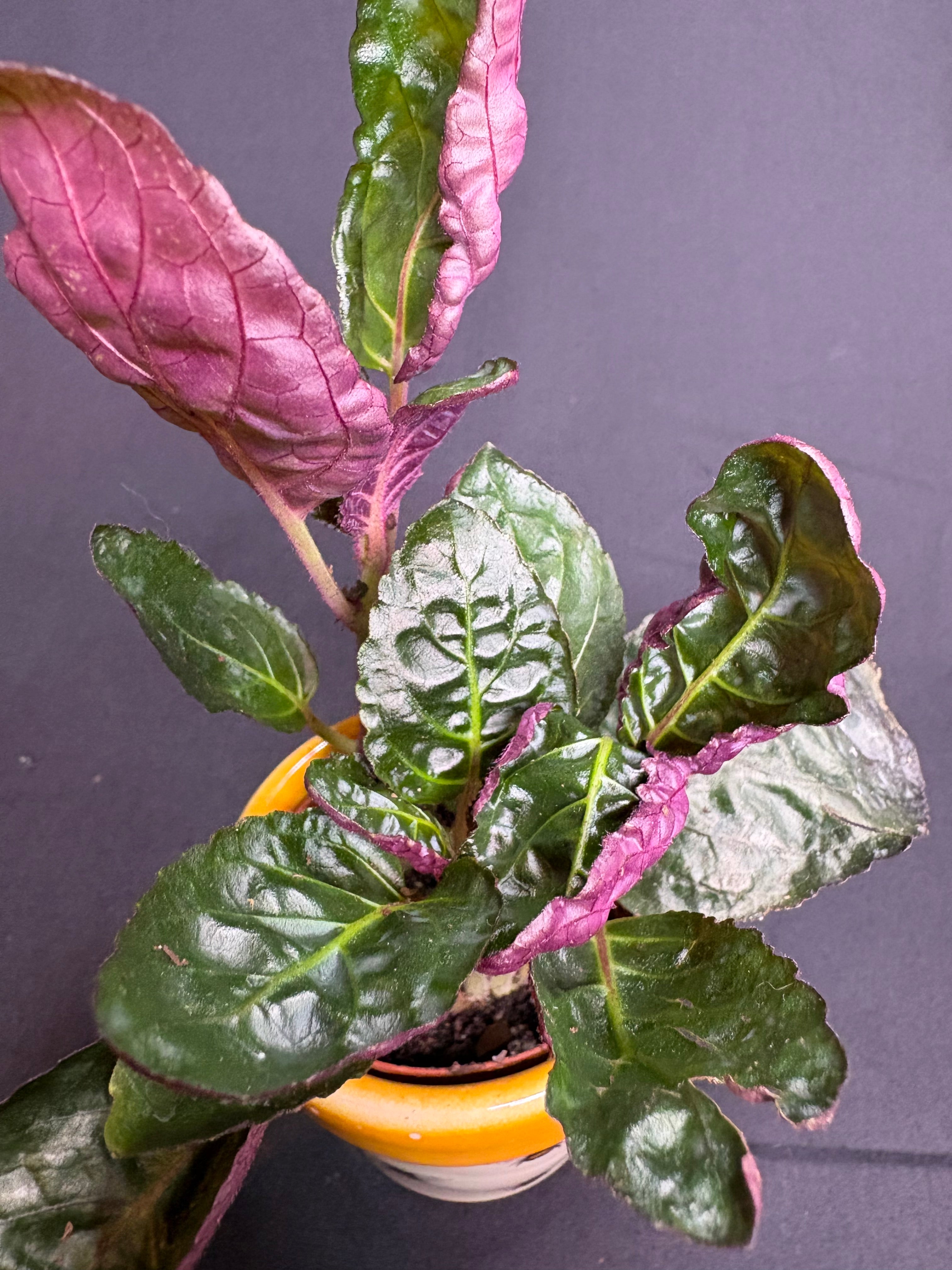 🌿"Purple Waffle Plant" Hemigraphis alternata -2in pot🌿