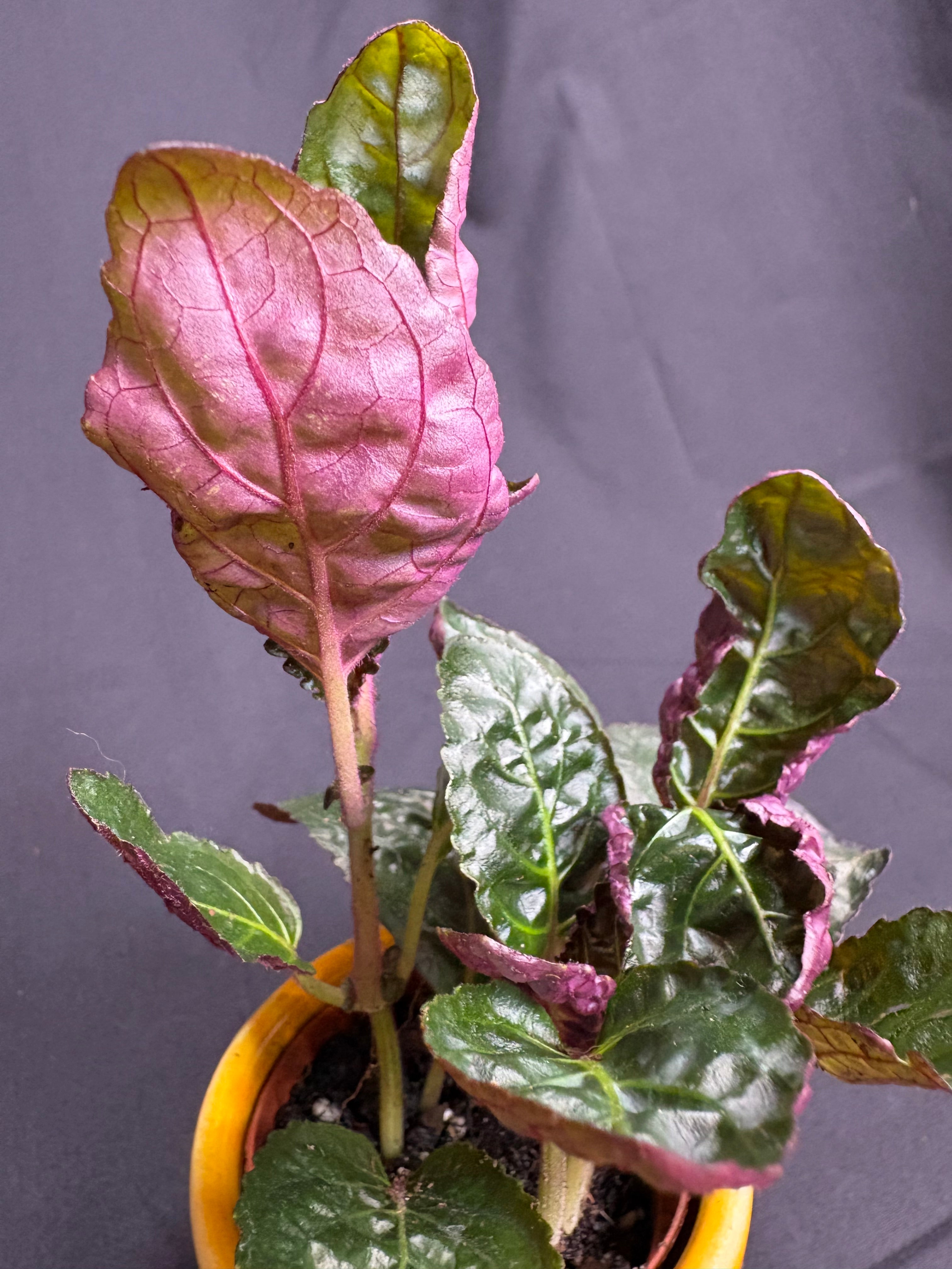 🌿"Purple Waffle Plant" Hemigraphis alternata -2in pot🌿