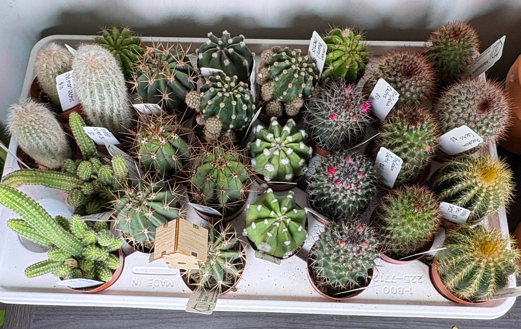 🌵 Assorted Mini Cacti 🌵- 2in pot