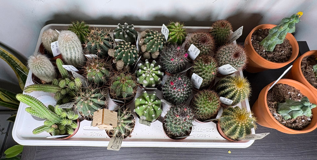 🌵 Assorted Mini Cacti 🌵- 2in pot