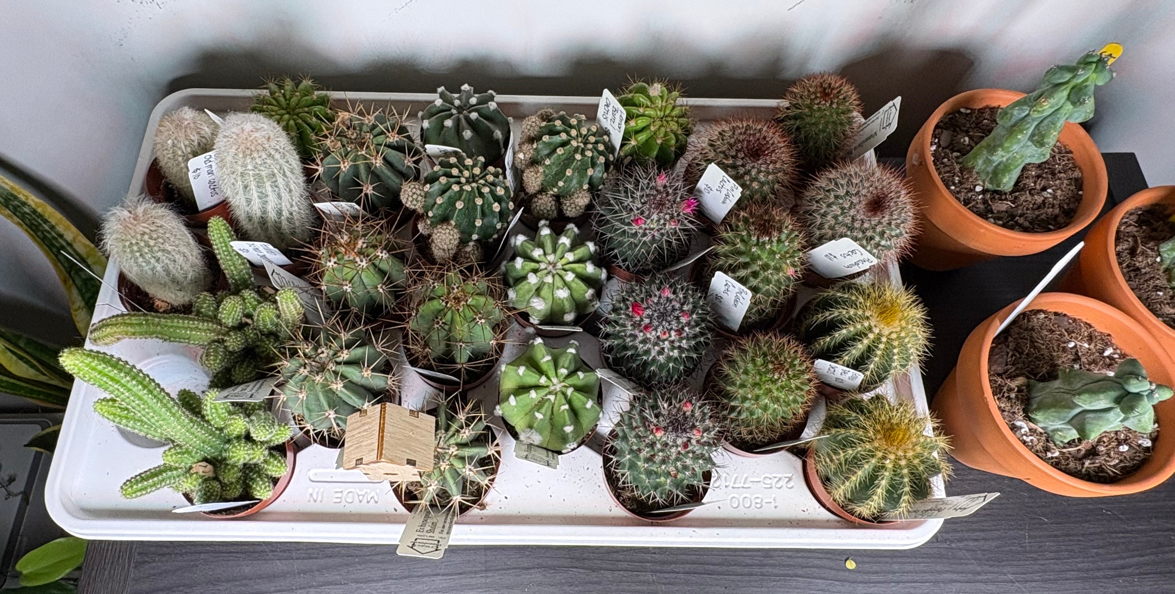🌵 Assorted Mini Cacti 🌵- 2in pot