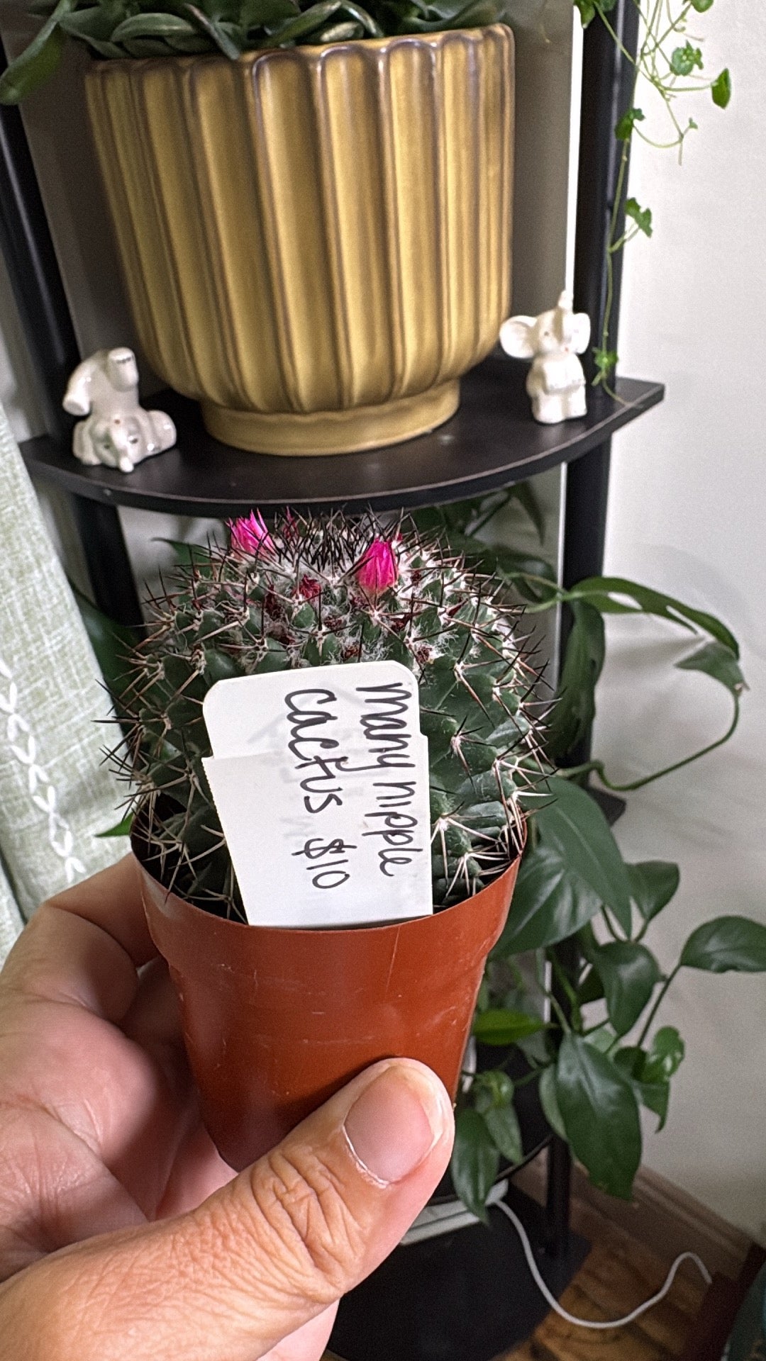 🌵 Assorted Mini Cacti 🌵- 2in pot