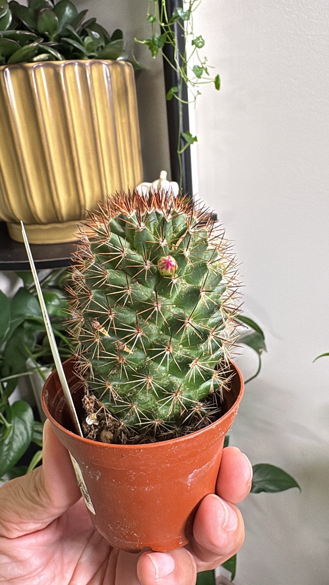 🌵 Assorted Mini Cacti 🌵- 2in pot
