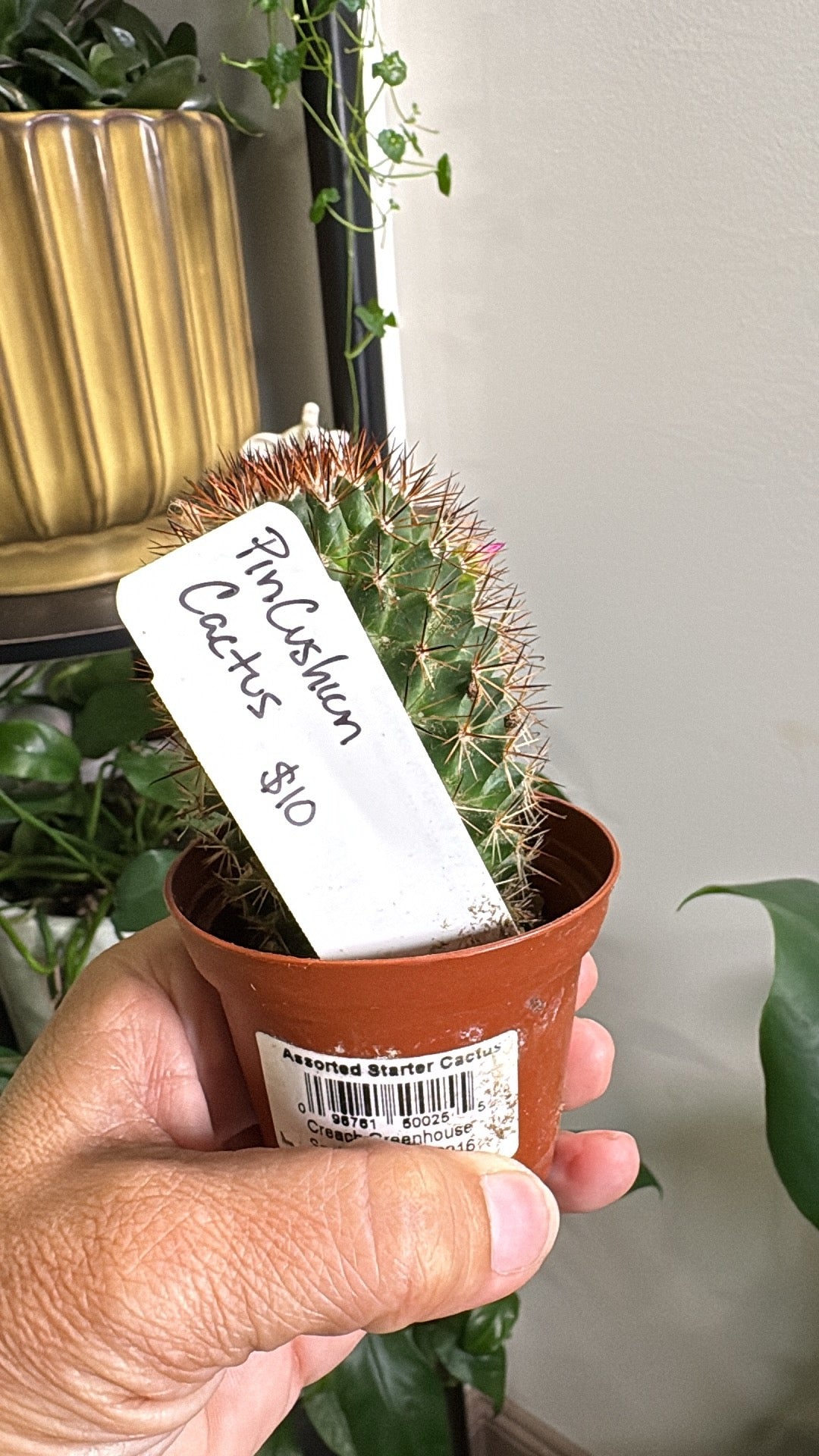 🌵 Assorted Mini Cacti 🌵- 2in pot
