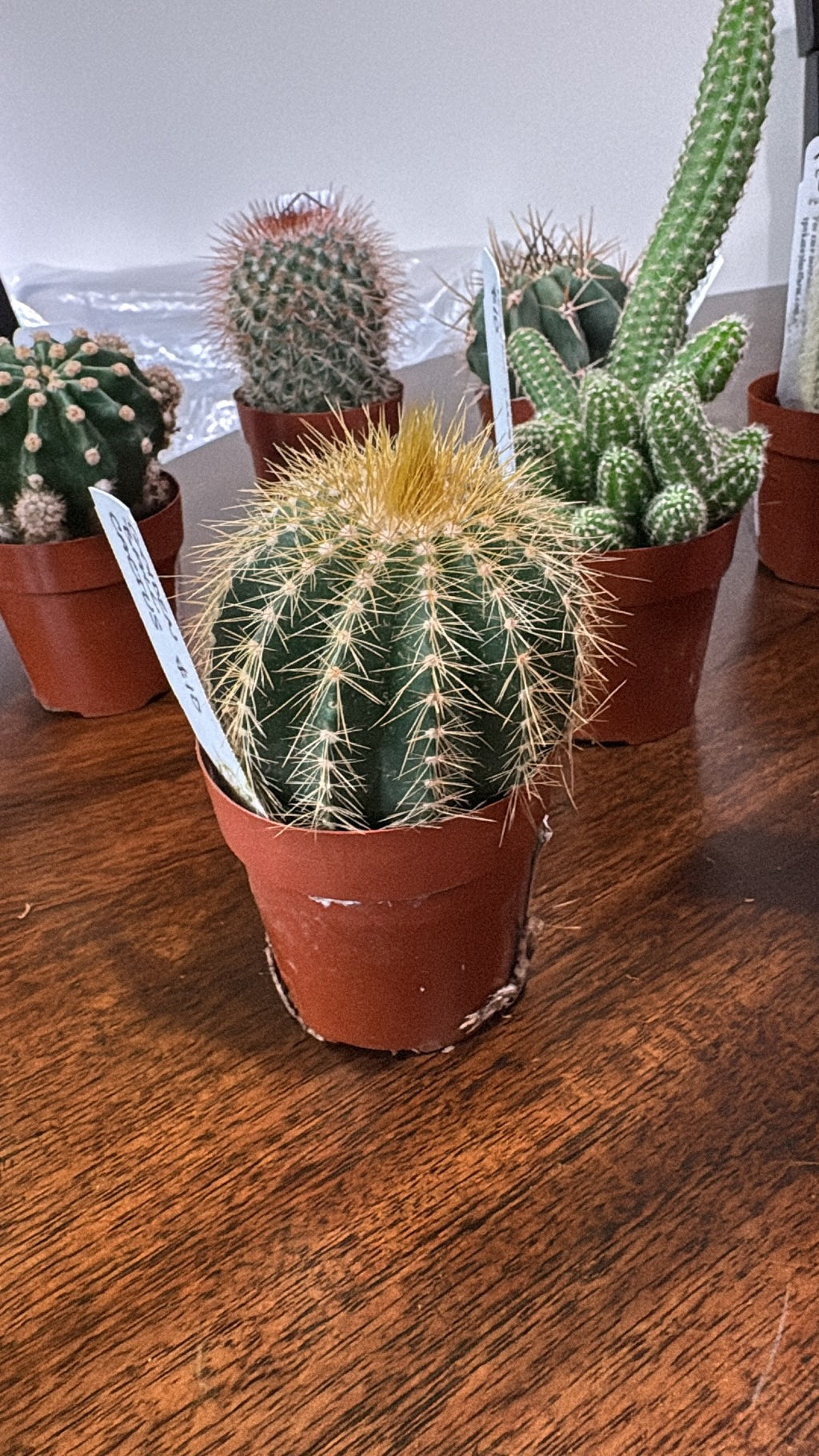 🌵 Assorted Mini Cacti 🌵- 2in pot