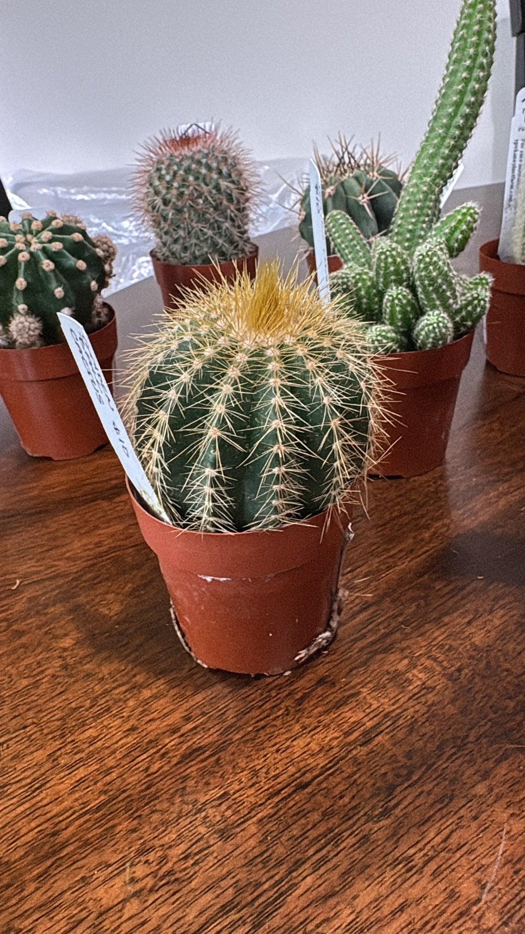 🌵 Assorted Mini Cacti 🌵- 2in pot