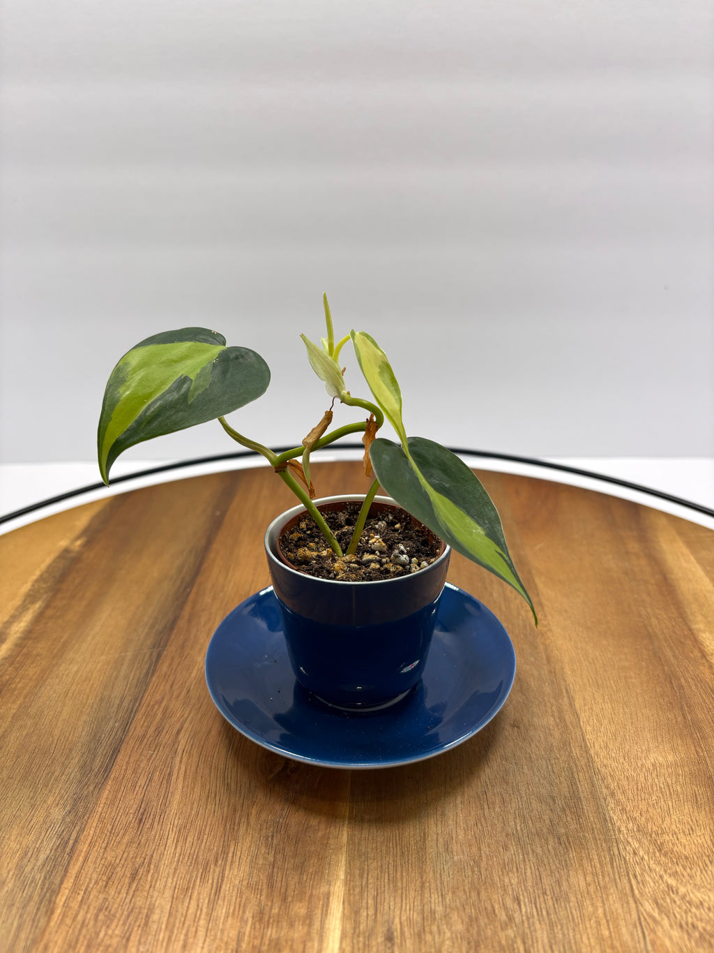🌿 Philodendron Brasil in Blue Espresso Cup Planter 🌿