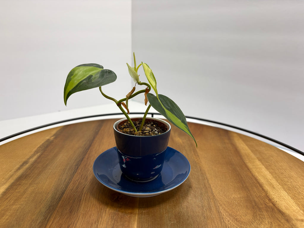 🌿 Philodendron Brasil in Blue Espresso Cup Planter 🌿