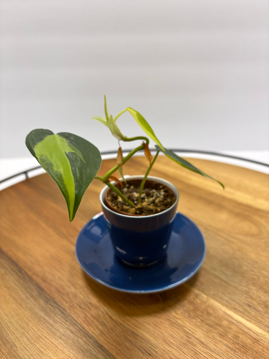 🌿 Philodendron Brasil in Blue Espresso Cup Planter 🌿