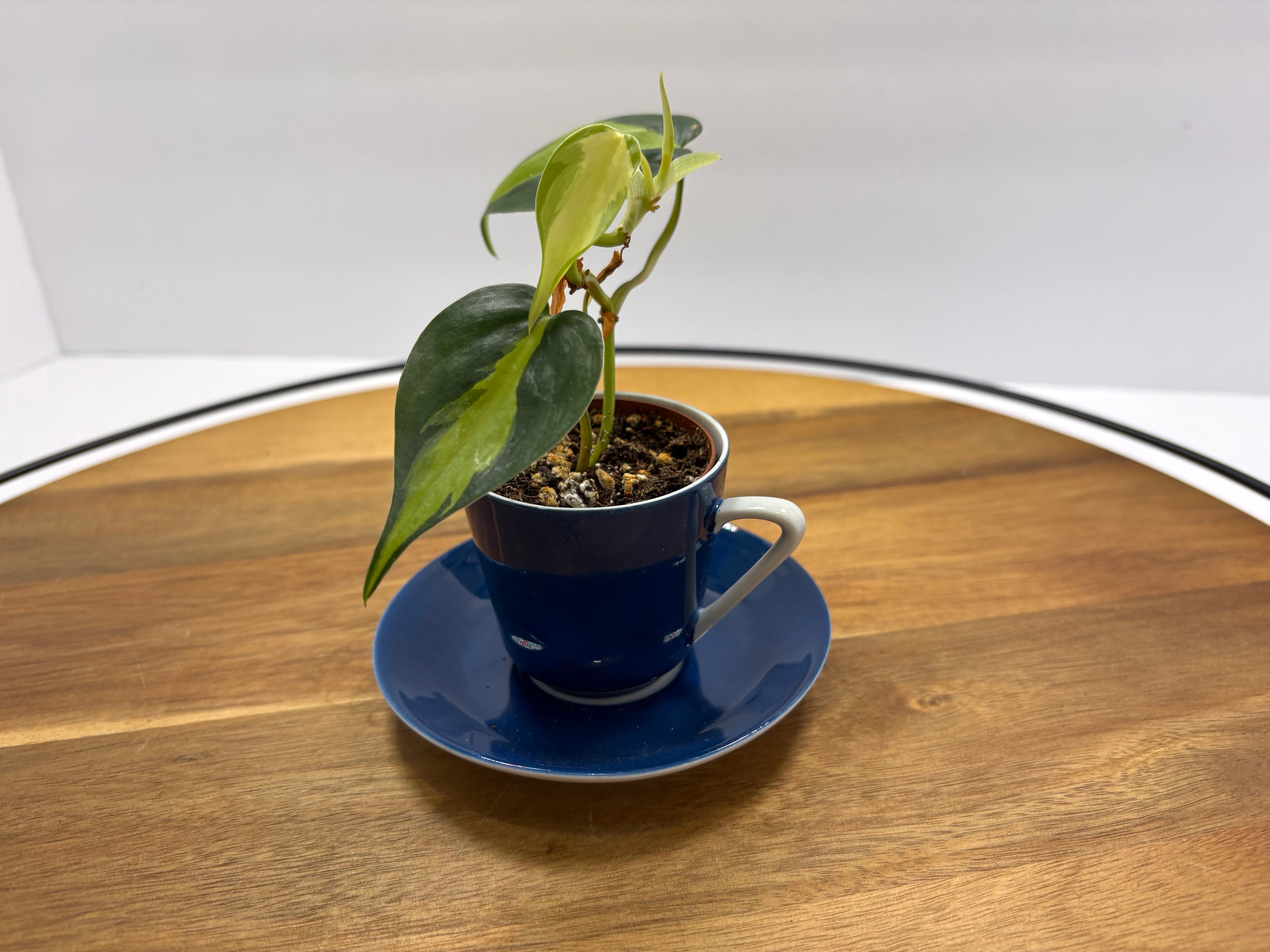 🌿 Philodendron Brasil in Blue Espresso Cup Planter 🌿