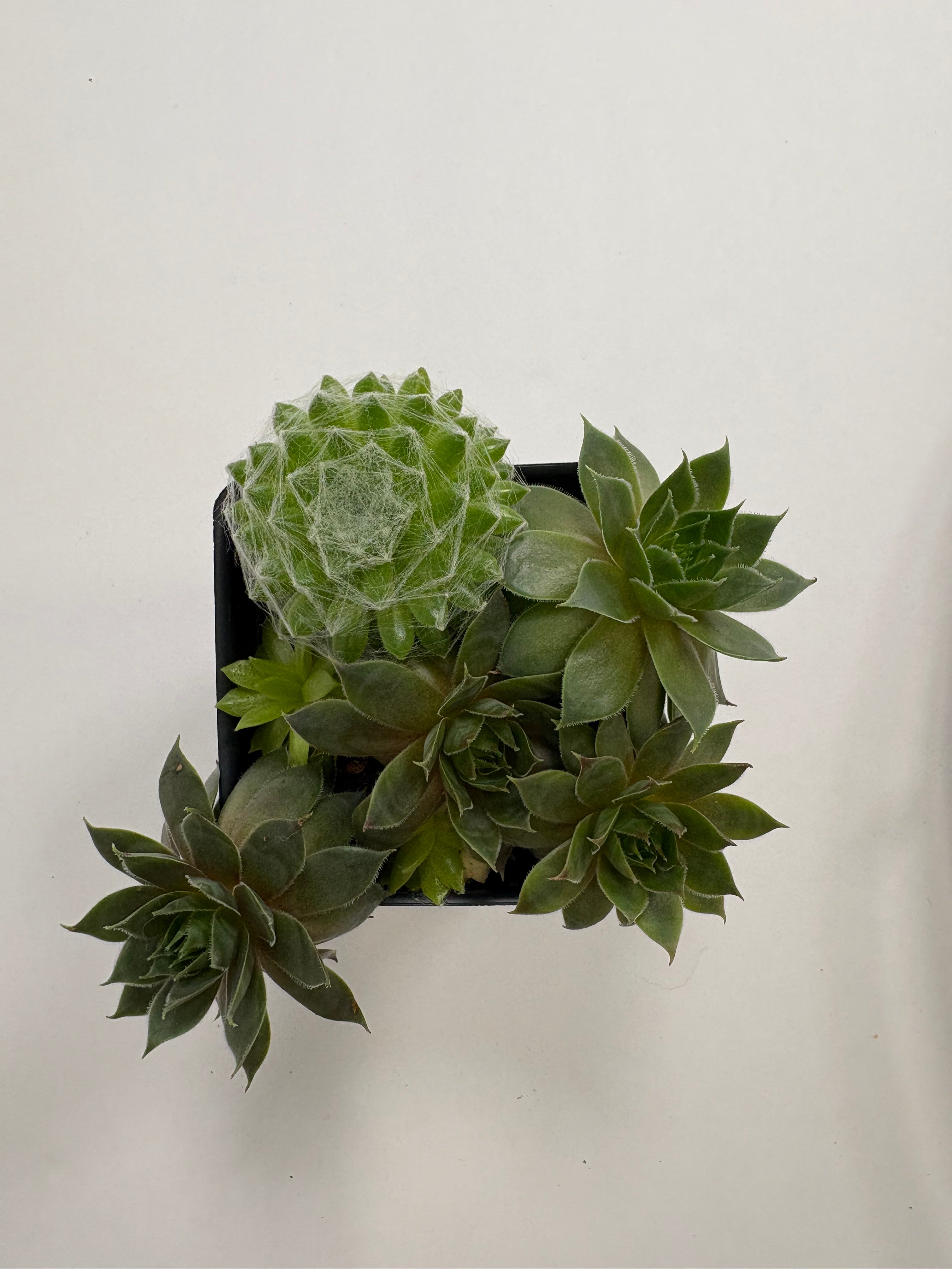 🌿Hens & Chicks Succulent Cluster🌿
