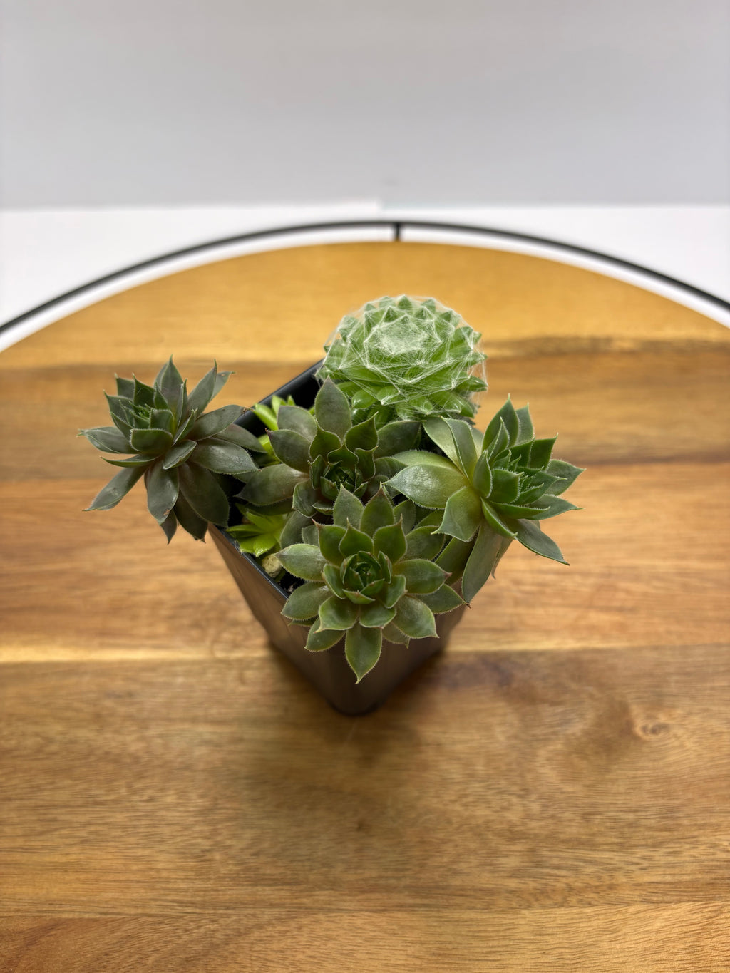 🌿Hens & Chicks Succulent Cluster🌿