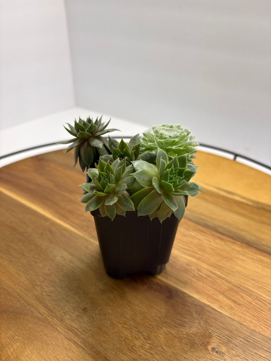 🌿Hens & Chicks Succulent Cluster🌿