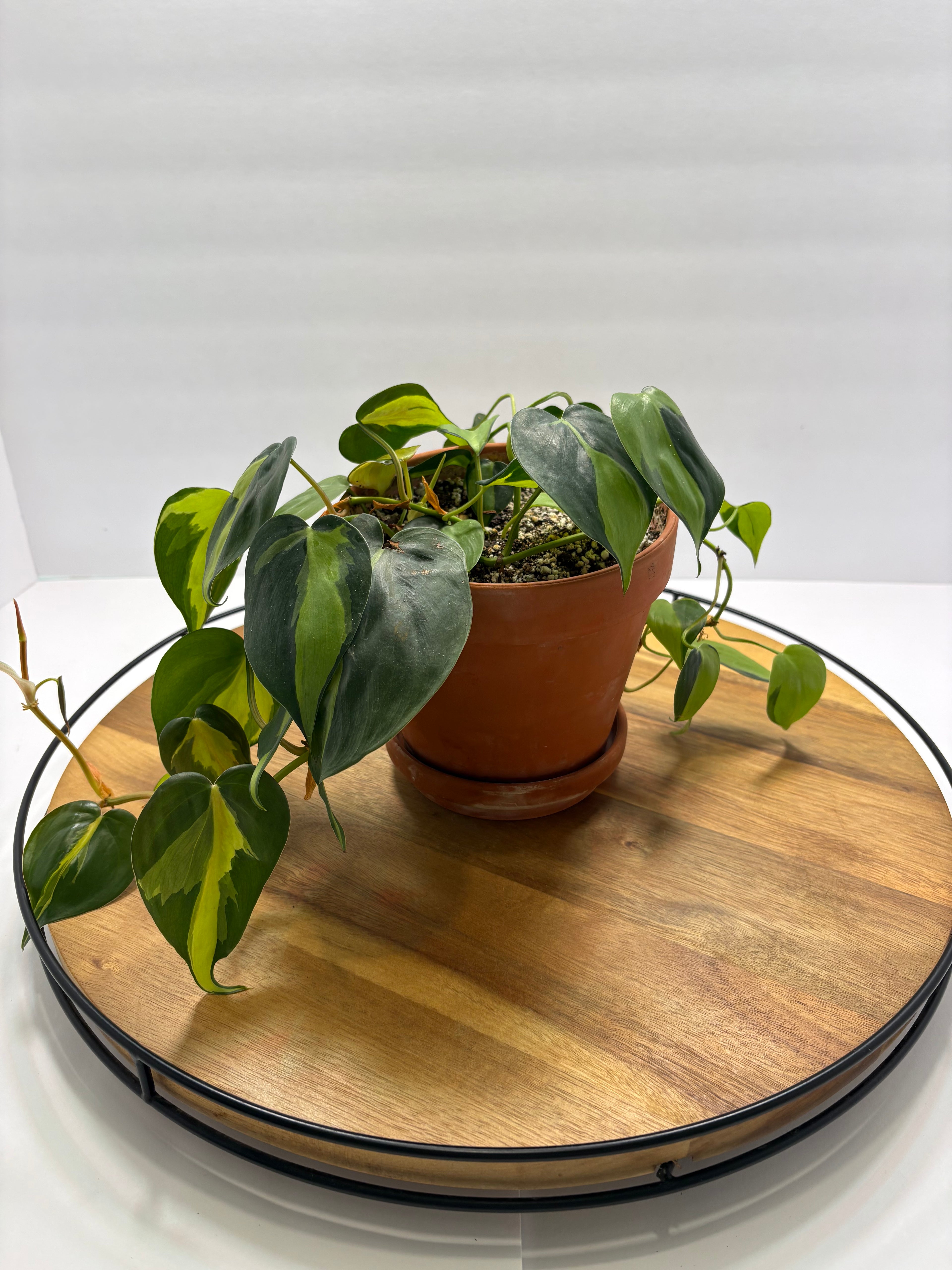 🌿 Philodendron Brasil – 6” Terracotta Pot 🌿