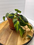 🌿 Philodendron Brasil – 6” Terracotta Pot 🌿