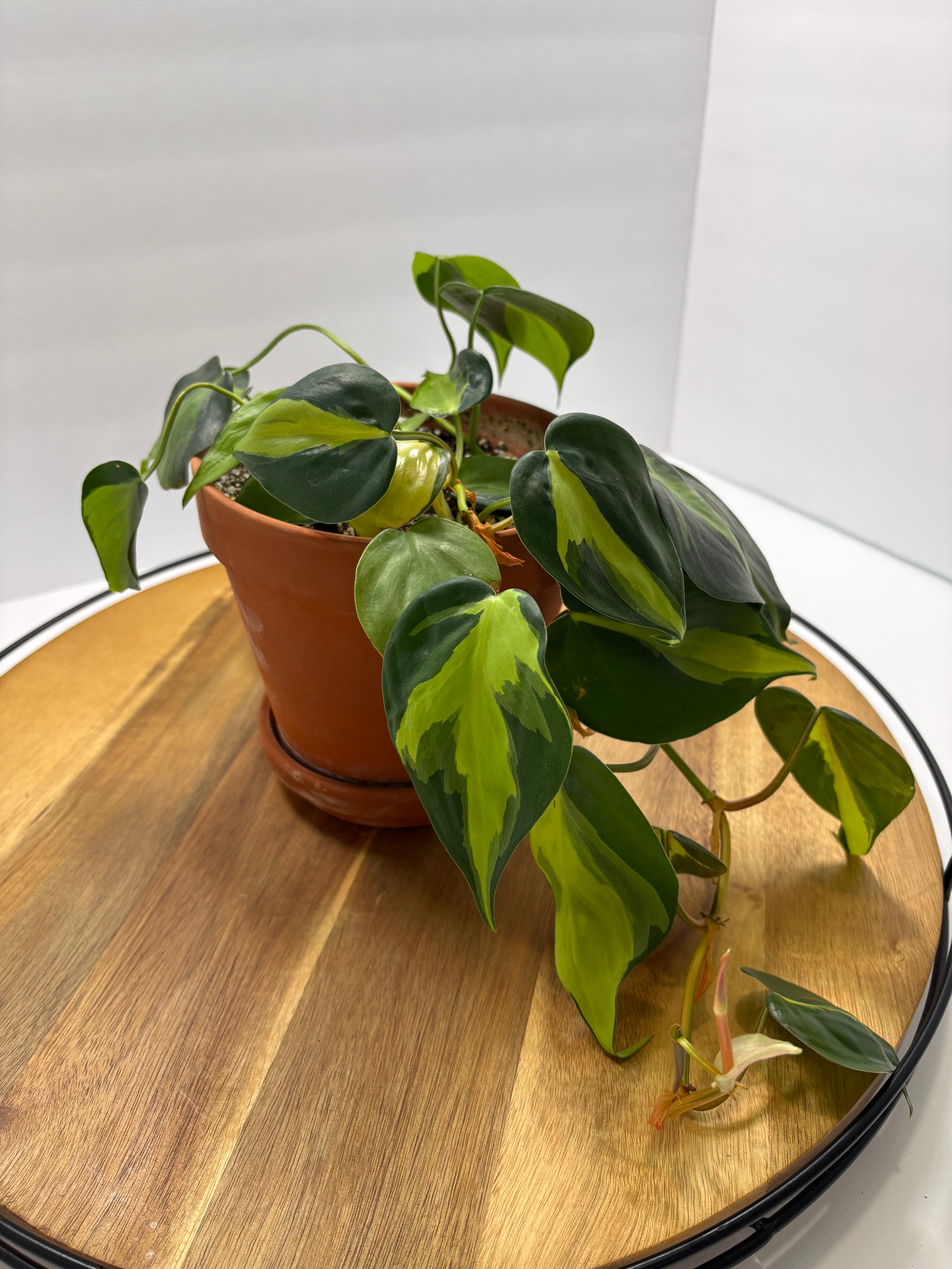 🌿 Philodendron Brasil – 6” Terracotta Pot 🌿