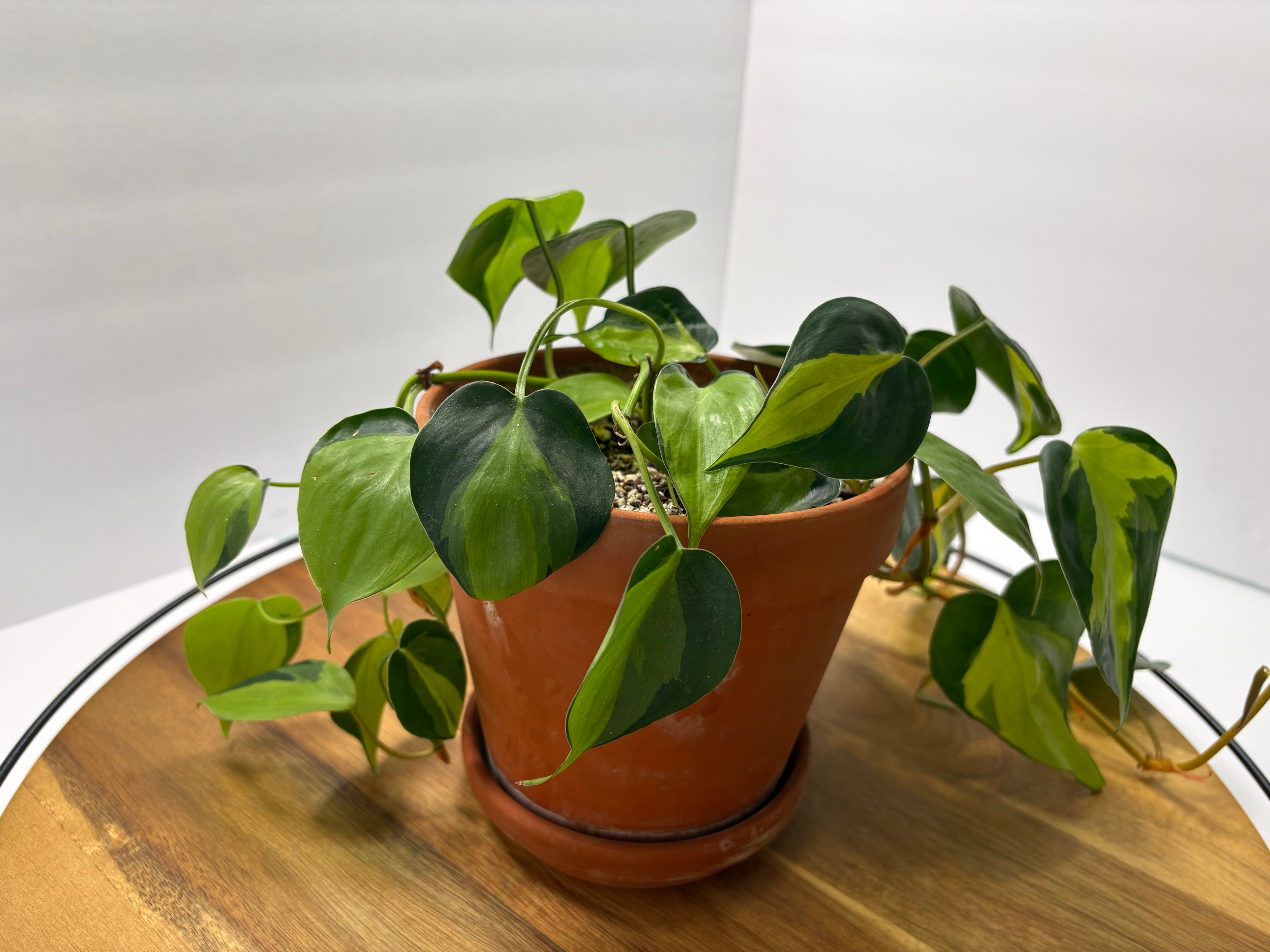 🌿 Philodendron Brasil – 6” Terracotta Pot 🌿