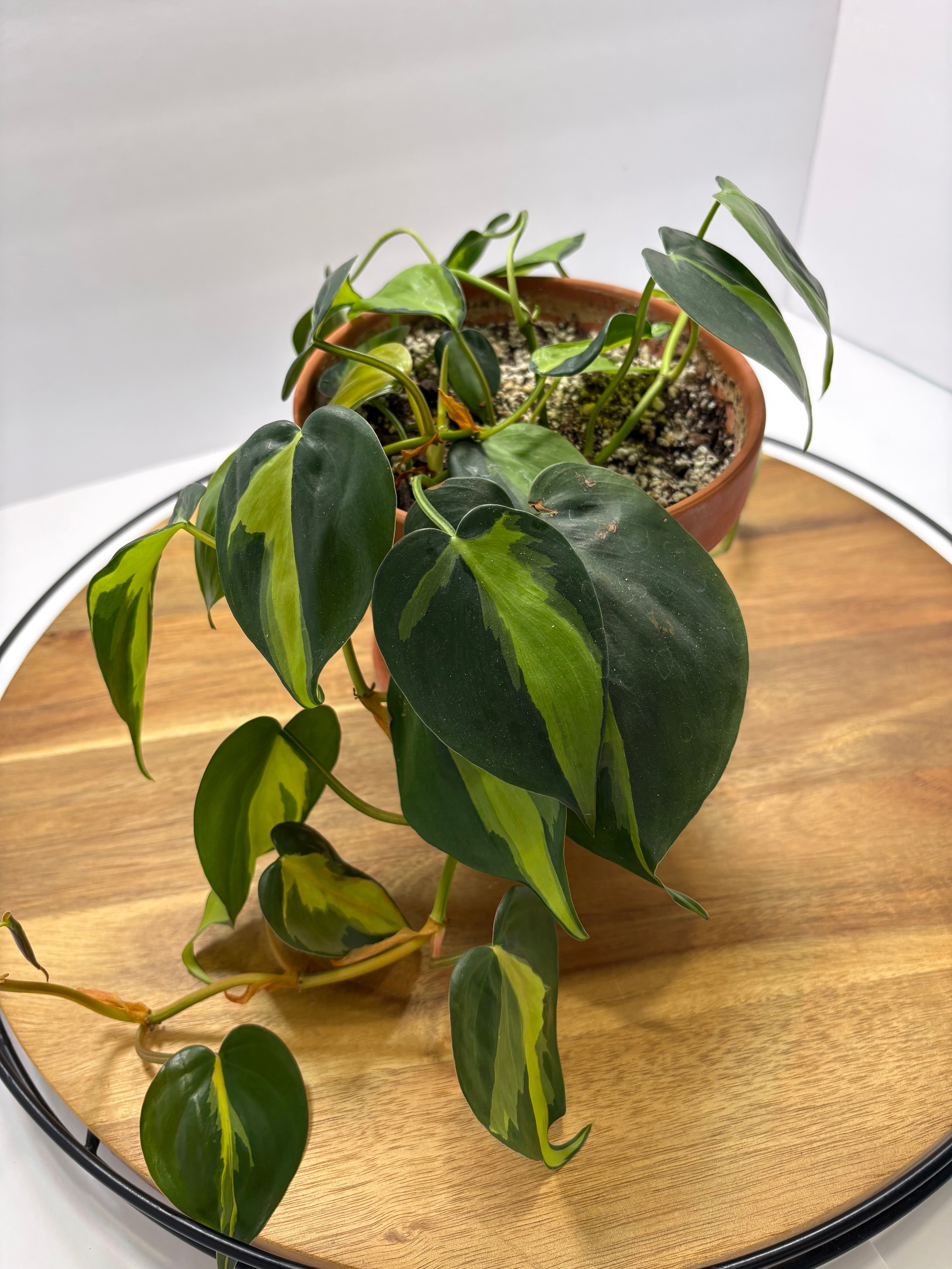 🌿 Philodendron Brasil – 6” Terracotta Pot 🌿