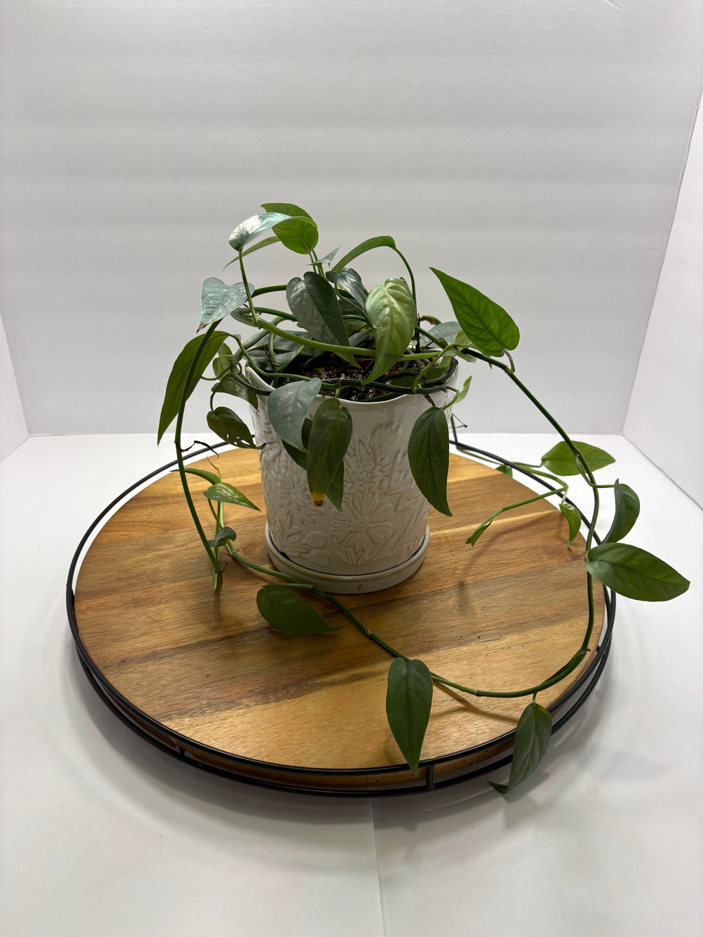 🌿 Cebu Blue Pothos – 8” Ceramic Pot 🌿
