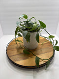 🌿 Cebu Blue Pothos – 8” Ceramic Pot 🌿