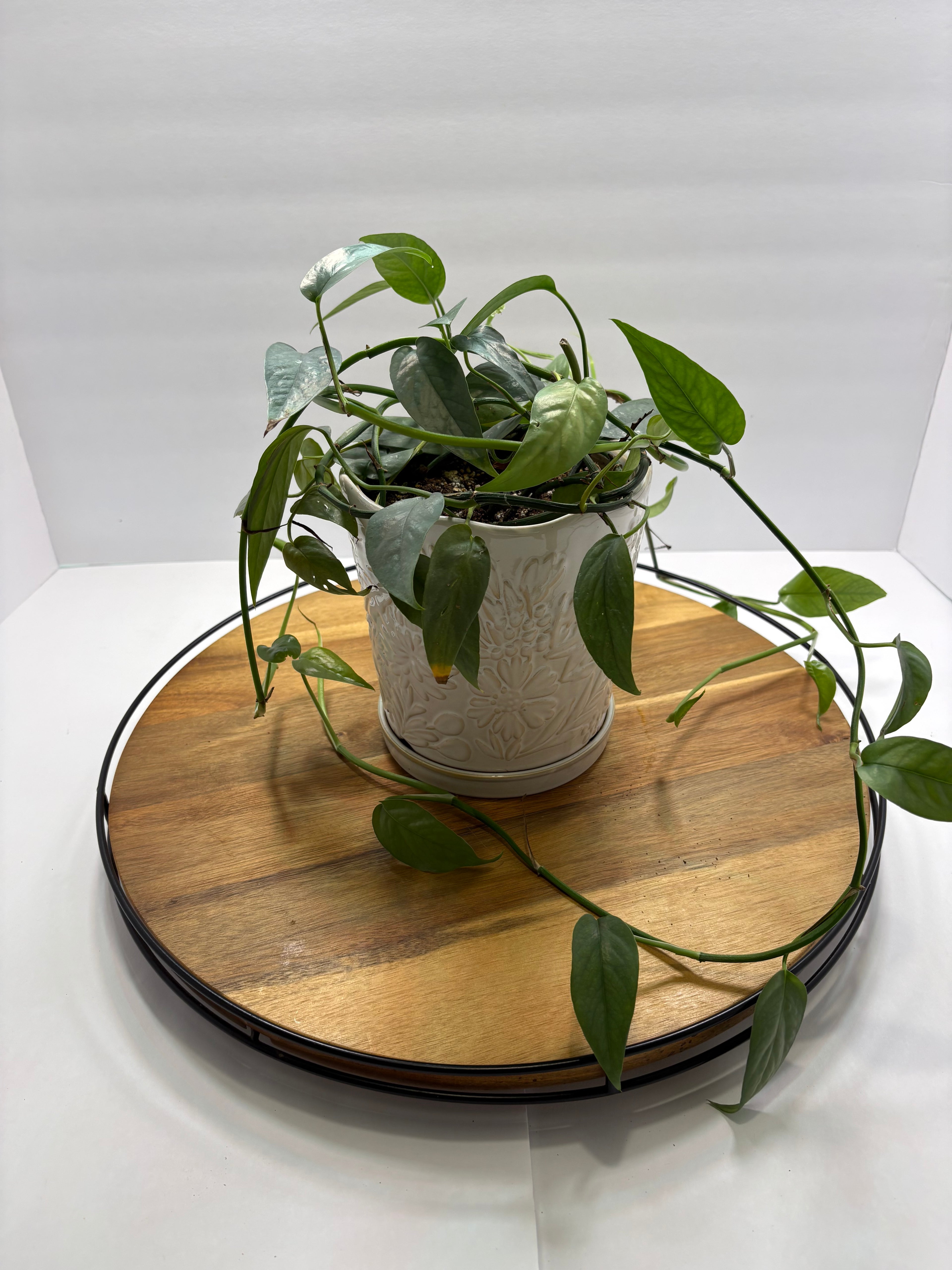 🌿 Cebu Blue Pothos – 8” Ceramic Pot 🌿