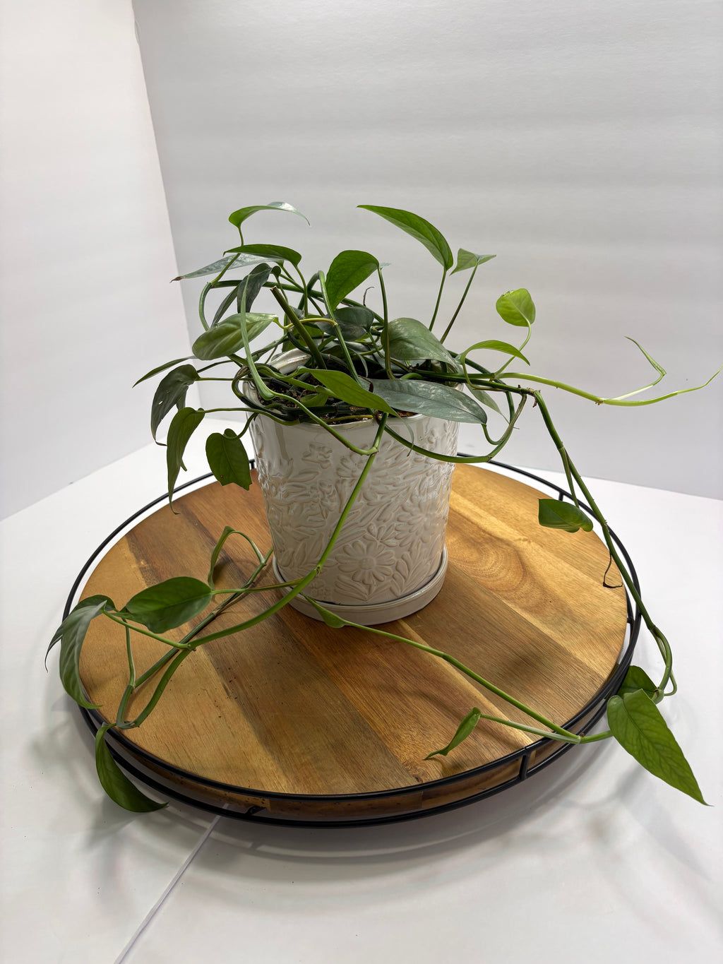 🌿 Cebu Blue Pothos – 8” Ceramic Pot 🌿