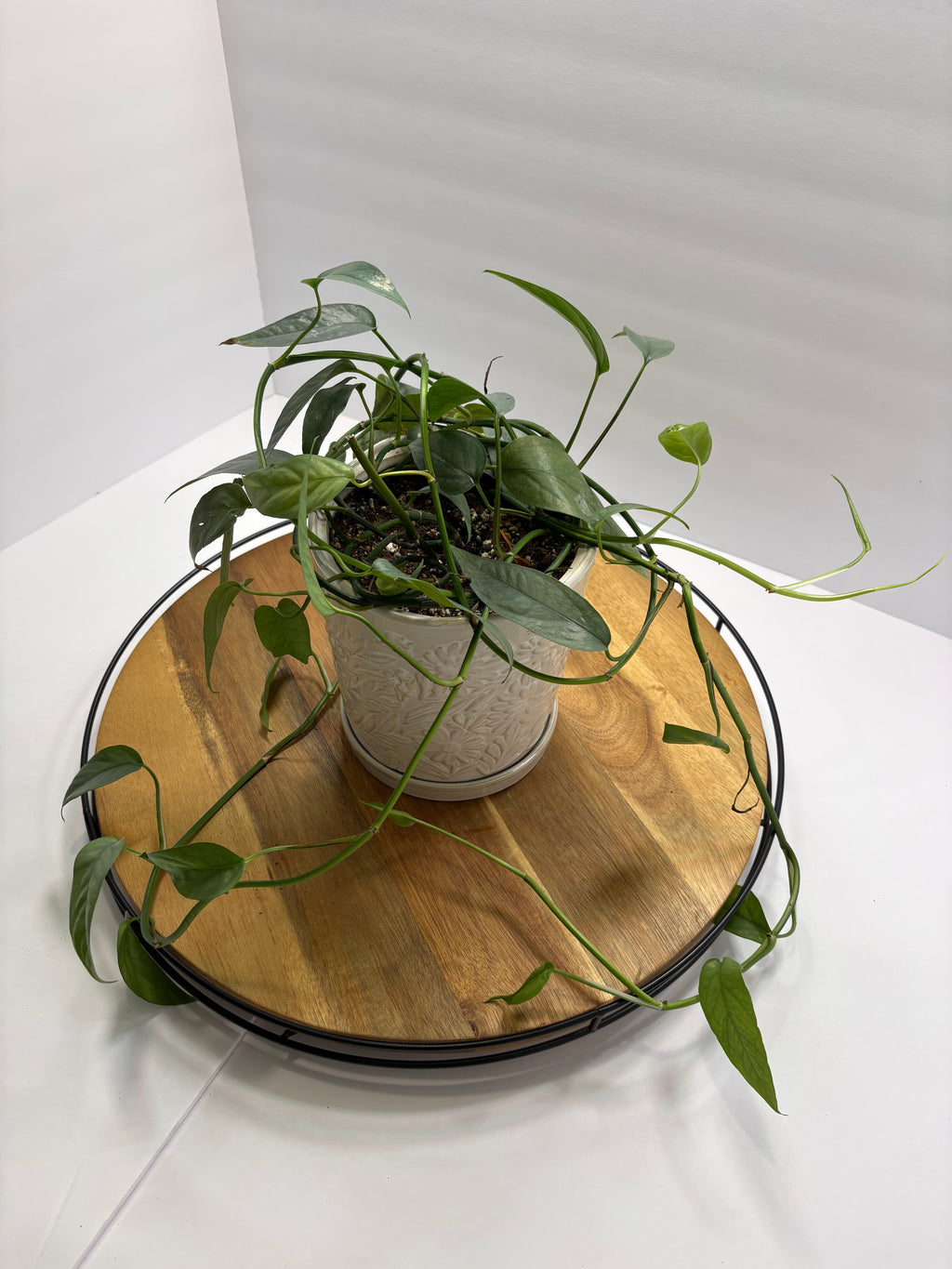 🌿 Cebu Blue Pothos – 8” Ceramic Pot 🌿