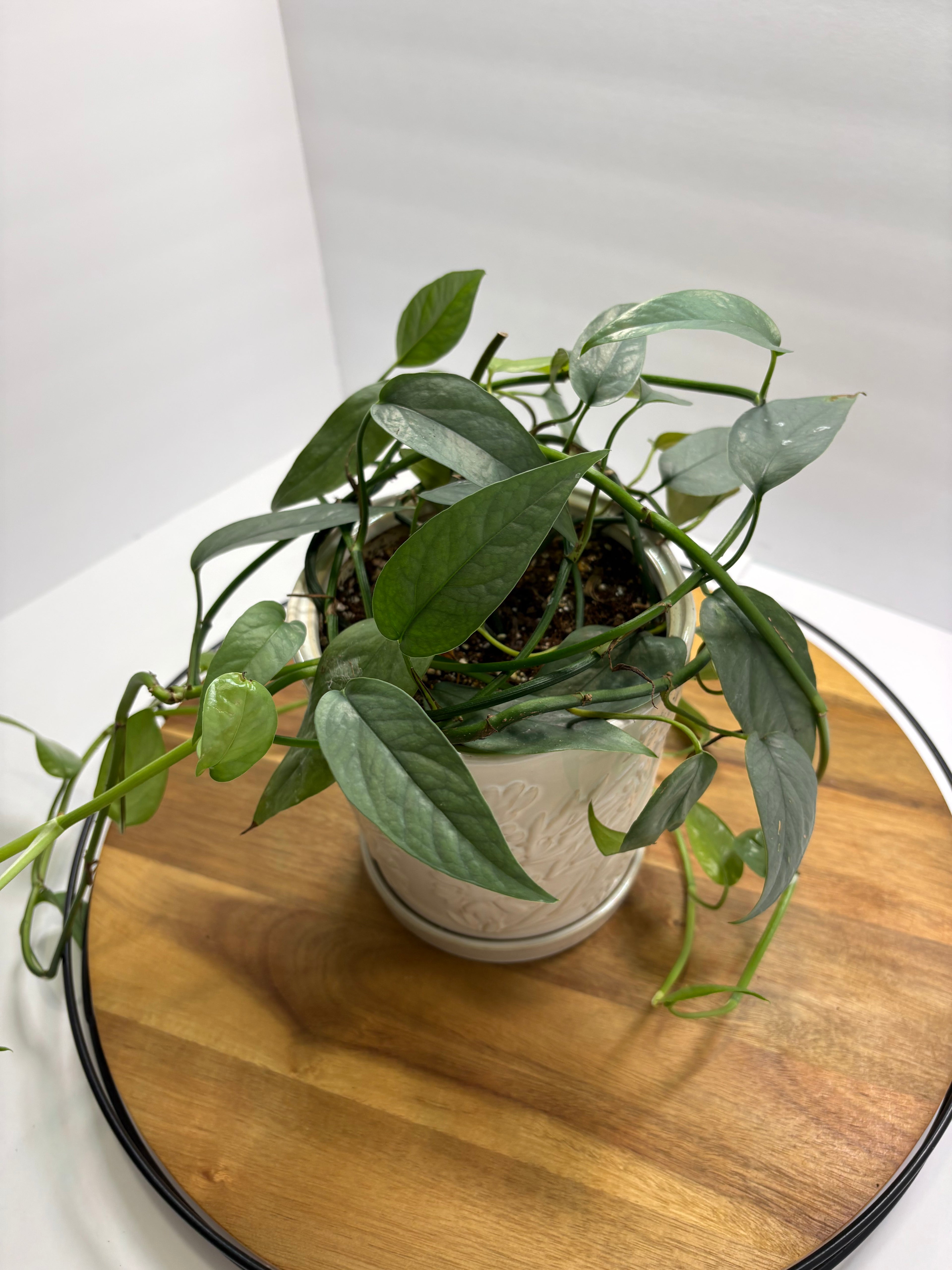 🌿 Cebu Blue Pothos – 8” Ceramic Pot 🌿