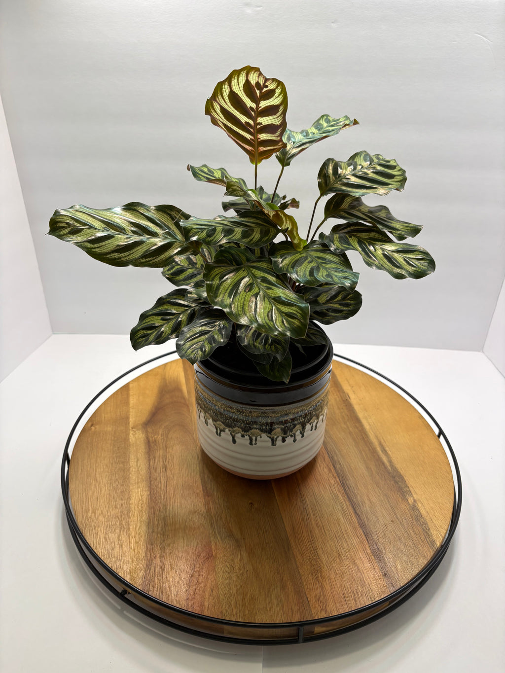 🌿 Peacock Plant (Calathea makoyana) with glazed Pot 🌿