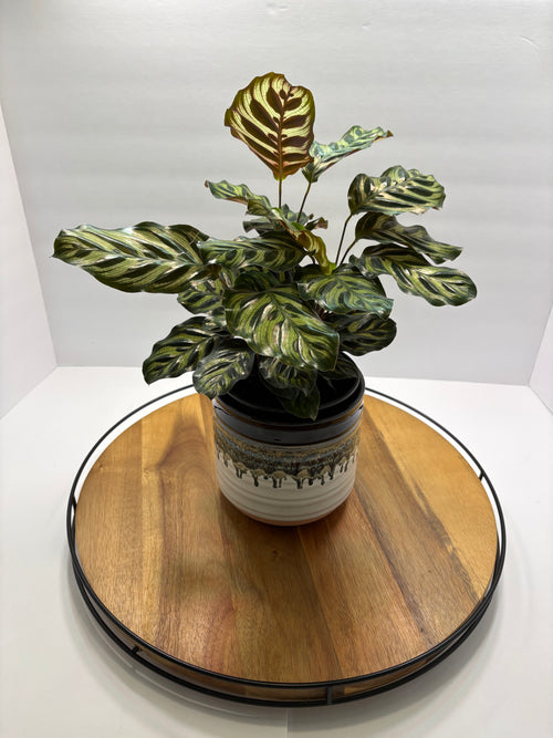 🌿 Peacock Plant (Calathea makoyana) with glazed Pot 🌿