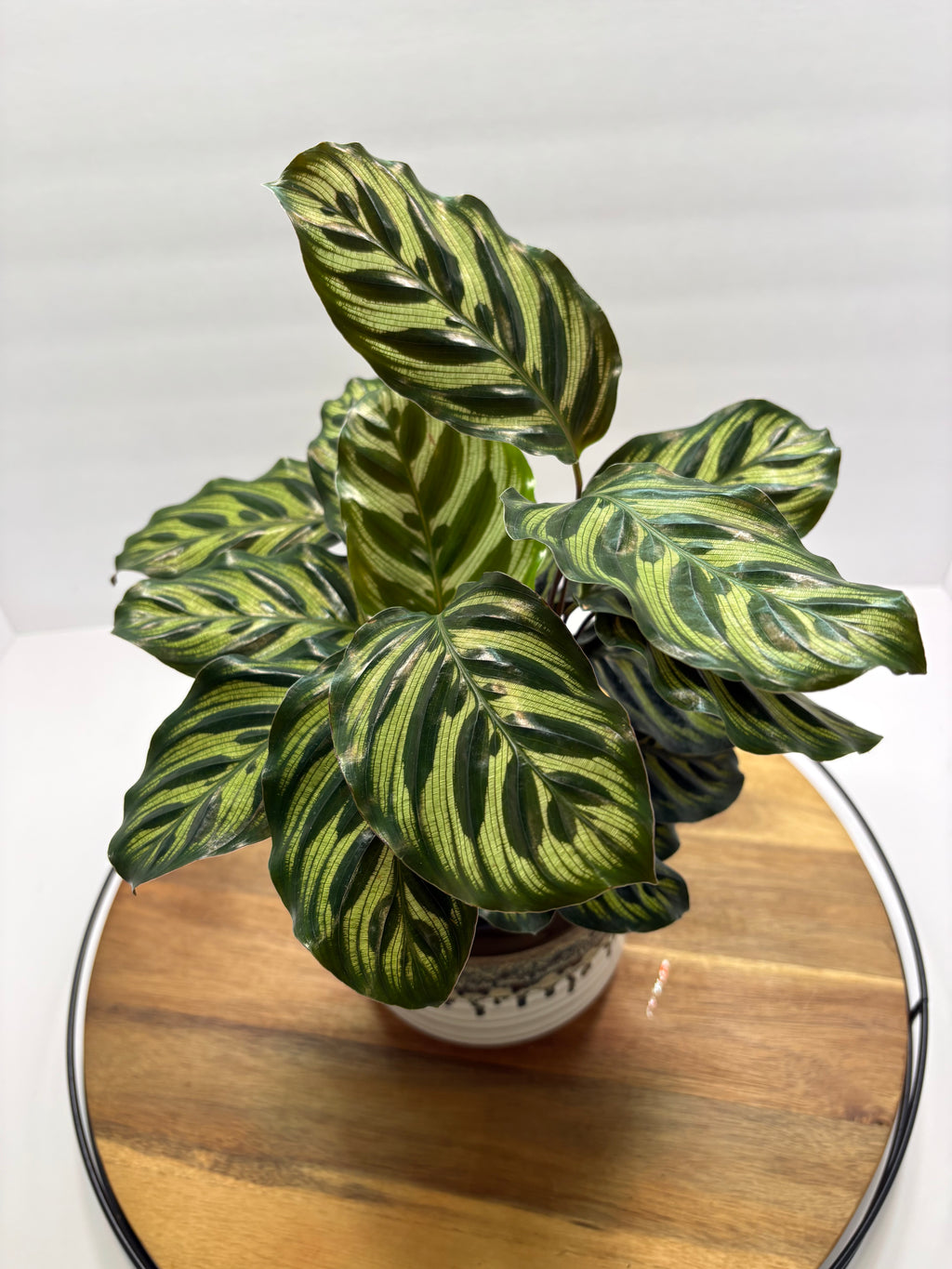 🌿 Peacock Plant (Calathea makoyana) with glazed Pot 🌿