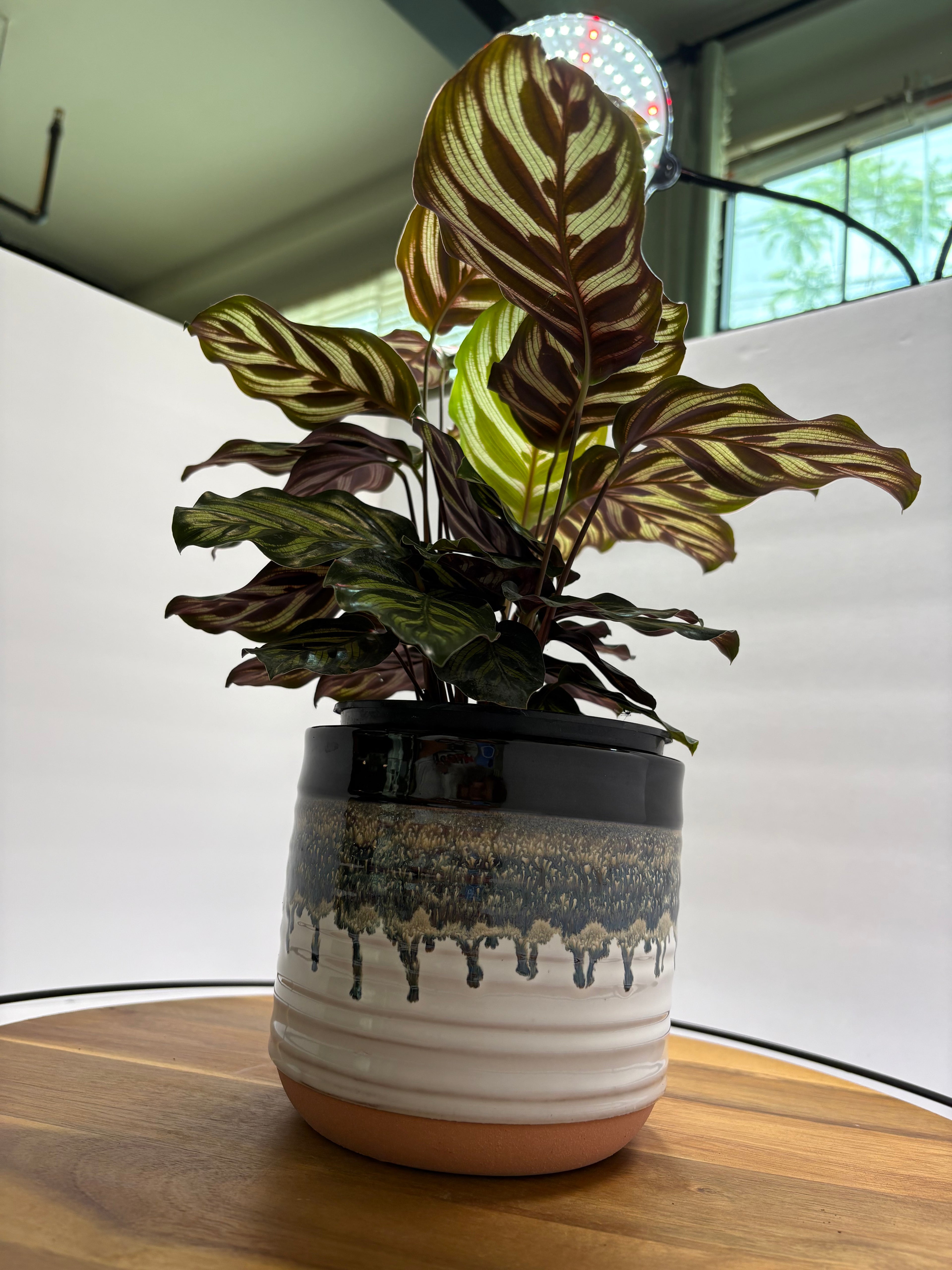 🌿 Peacock Plant (Calathea makoyana) with glazed Pot 🌿