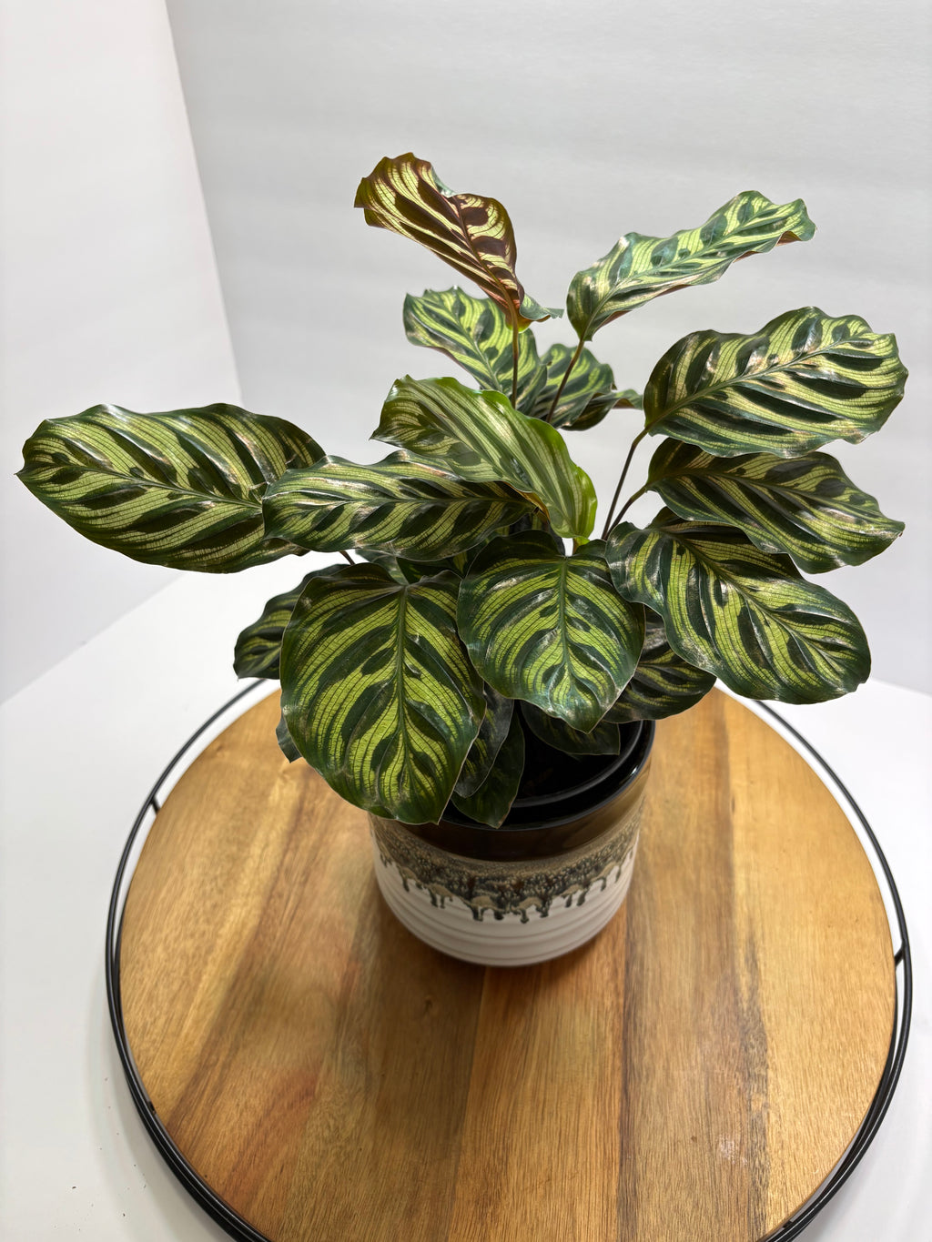 🌿 Peacock Plant (Calathea makoyana) with glazed Pot 🌿