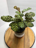 🌿 Peacock Plant (Calathea makoyana) with glazed Pot 🌿