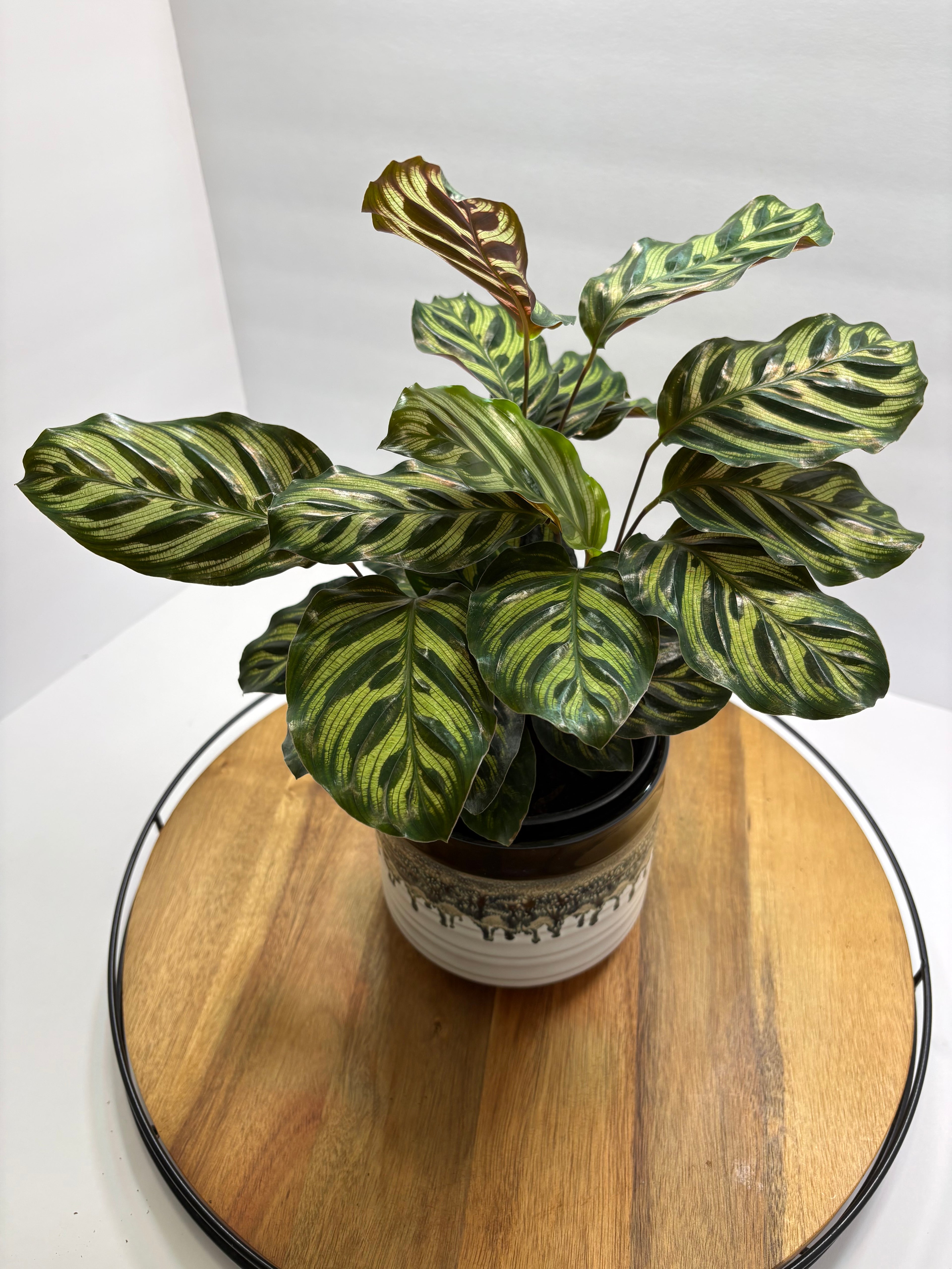 🌿 Peacock Plant (Calathea makoyana) with glazed Pot 🌿