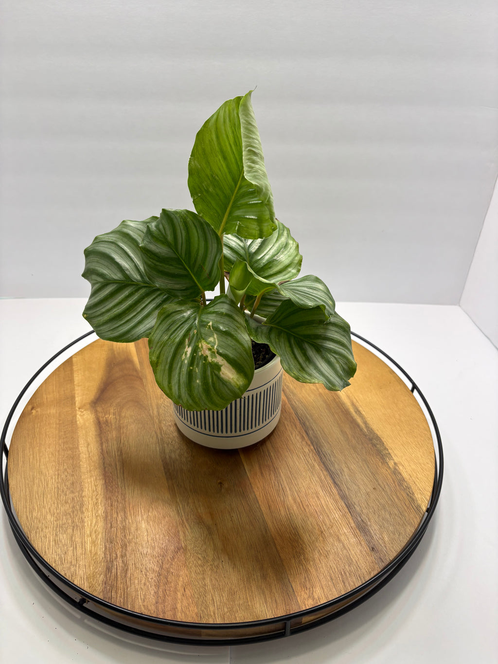 🌿 Round-Leaf Prayer Plant (Calathea orbifolia) with Ceramic Pot 🌿