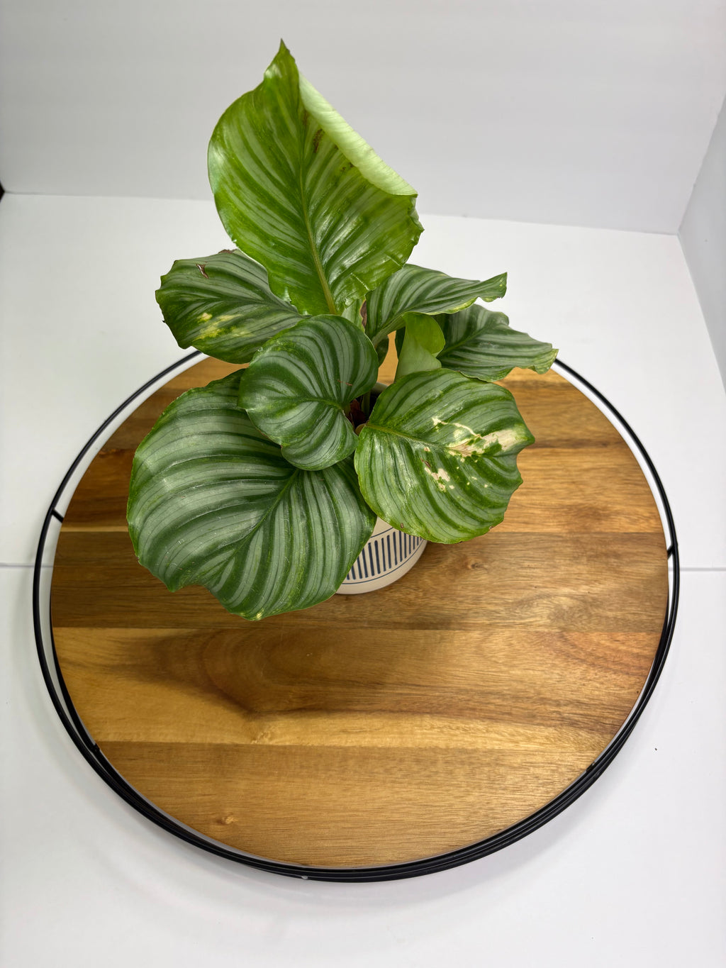 🌿 Round-Leaf Prayer Plant (Calathea orbifolia) with Ceramic Pot 🌿