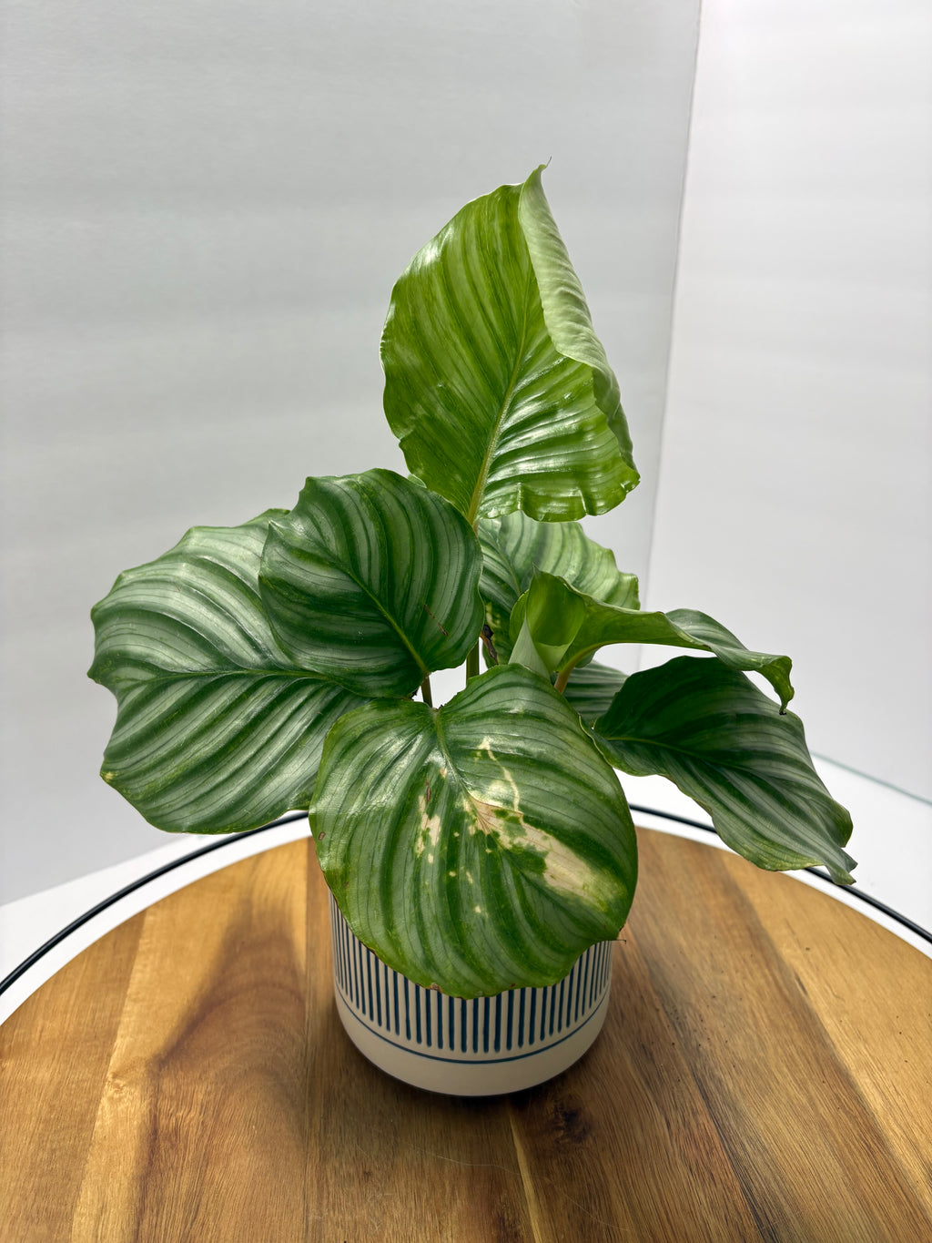 🌿 Round-Leaf Prayer Plant (Calathea orbifolia) with Ceramic Pot 🌿