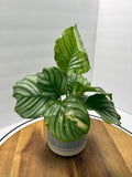 🌿 Round-Leaf Prayer Plant (Calathea orbifolia) with Ceramic Pot 🌿