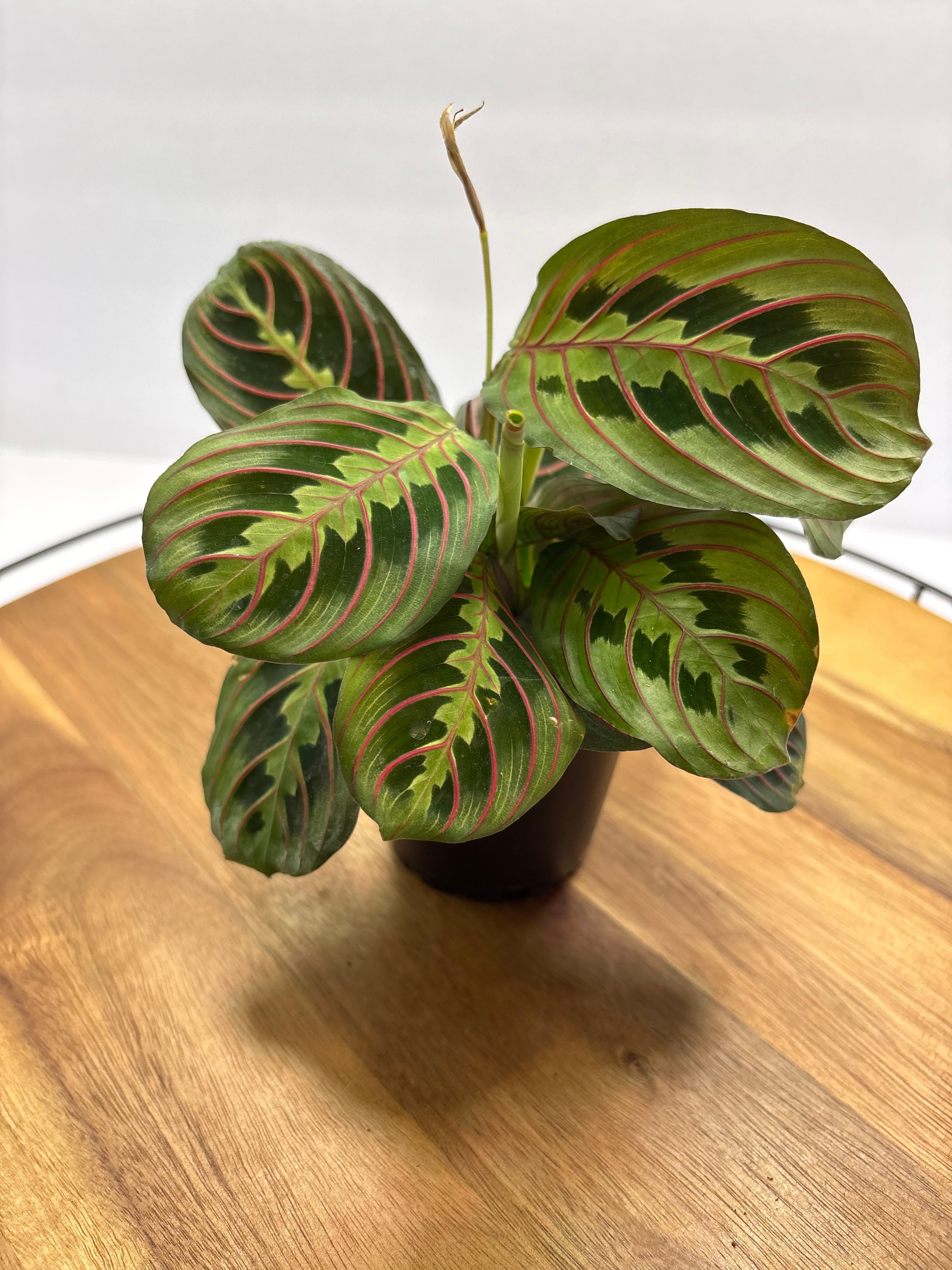 🌿 Red Prayer Plant (Maranta leuconeura) -3.5” Pot 🌿
